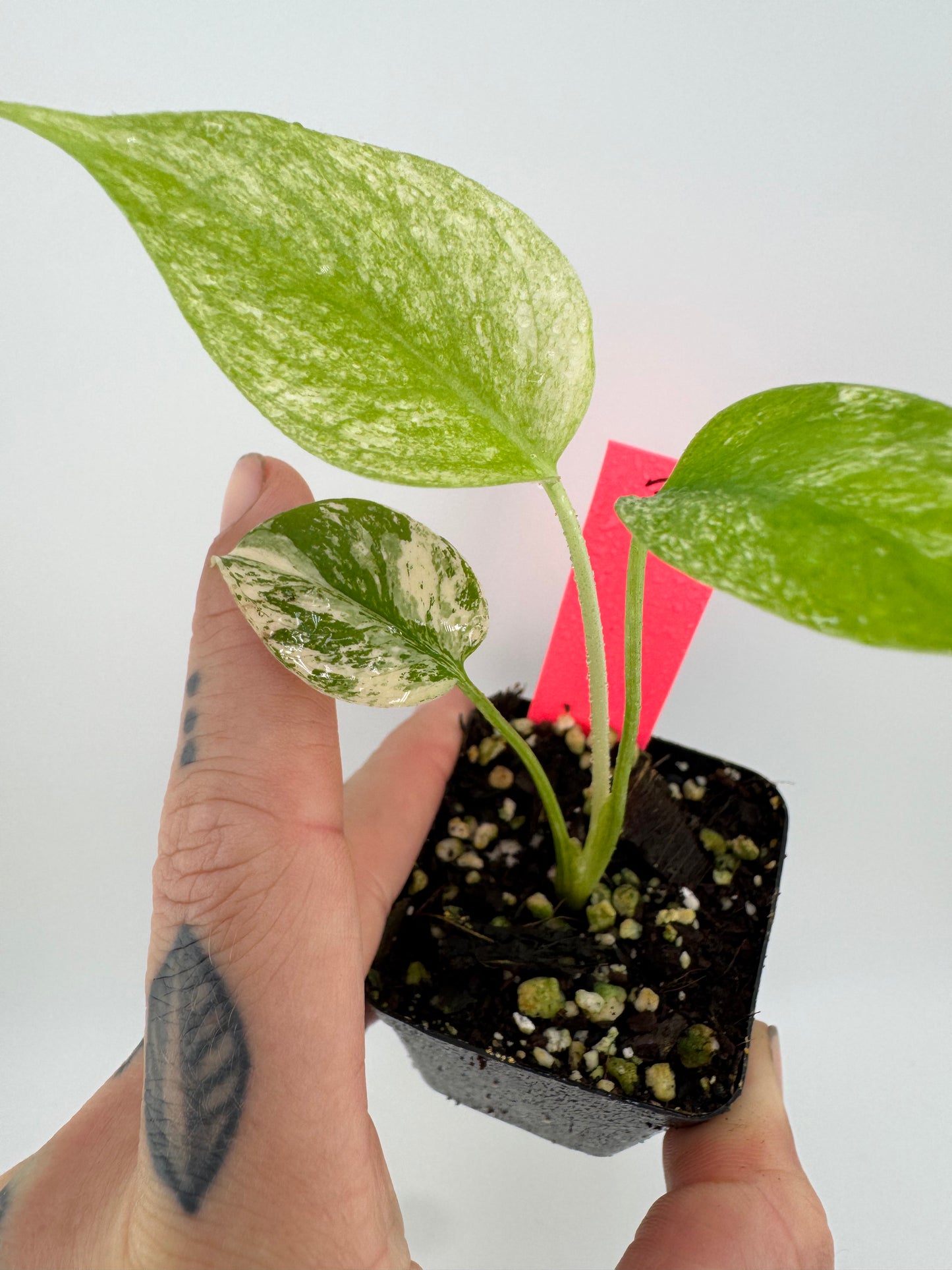 Monstera Deliciosa Mint ‘white monster’ Variegated #3