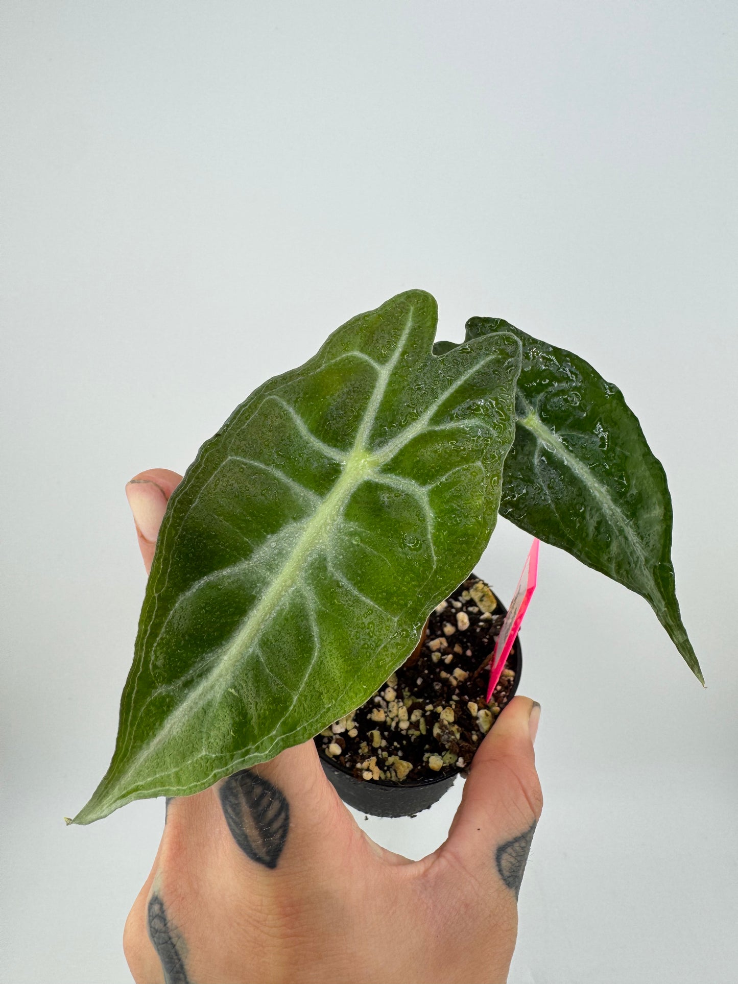 Alocasia Venom