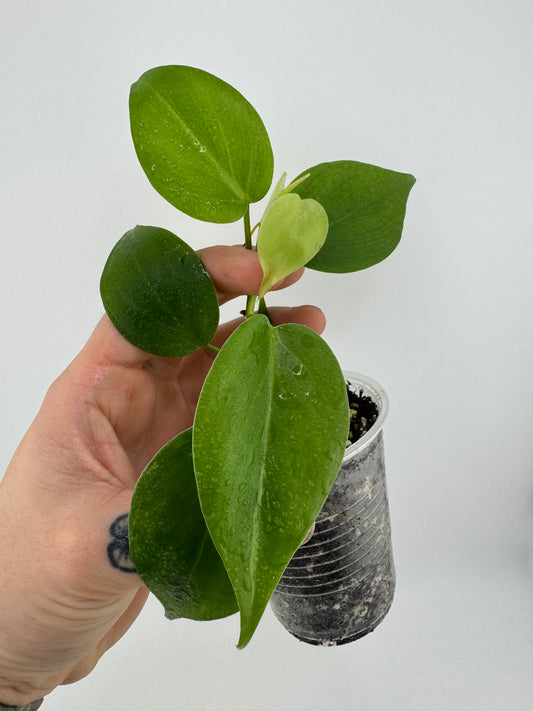 Philodendron Heartleaf Variegated REVERT