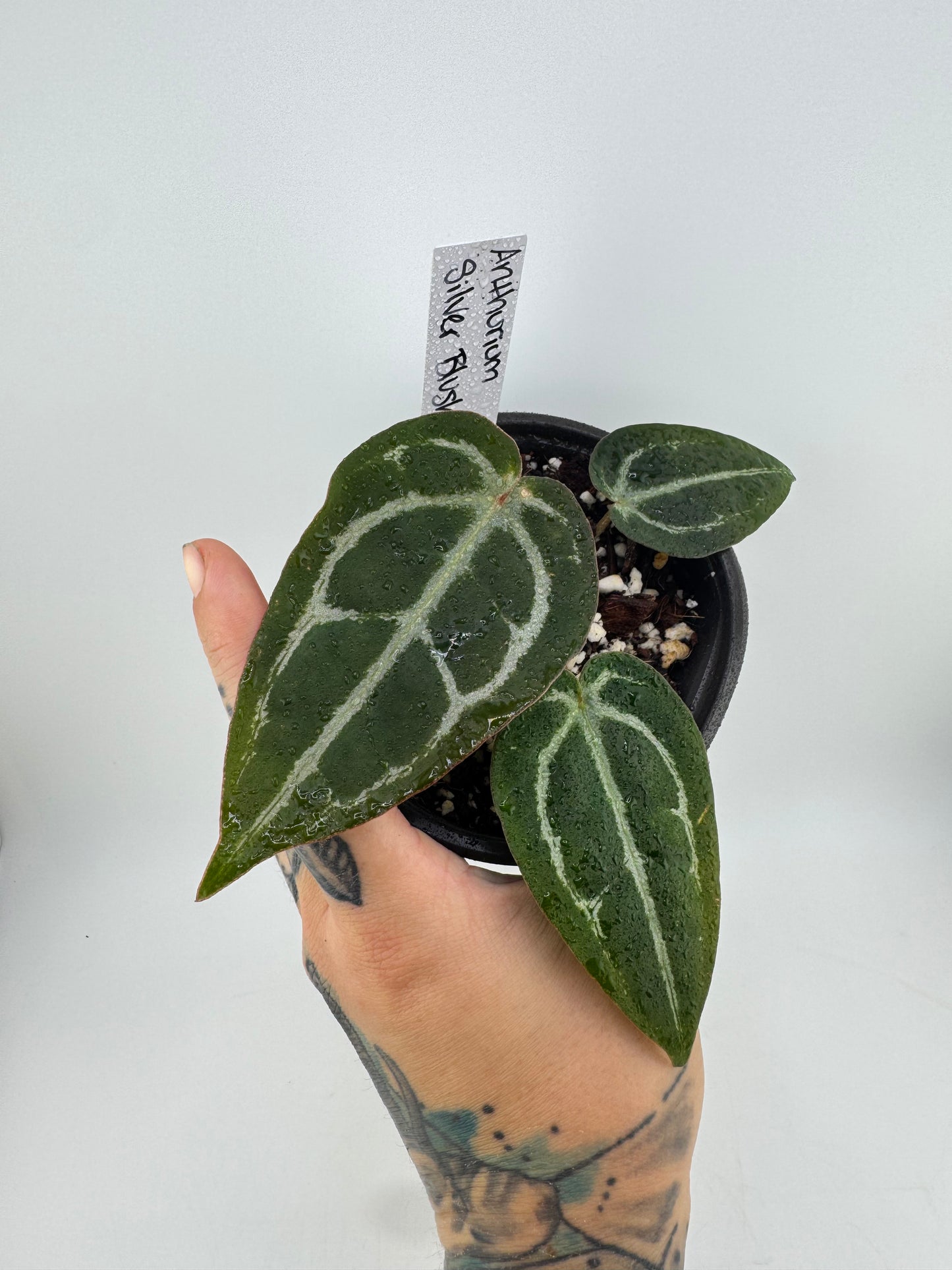 Anthurium Silver Blush