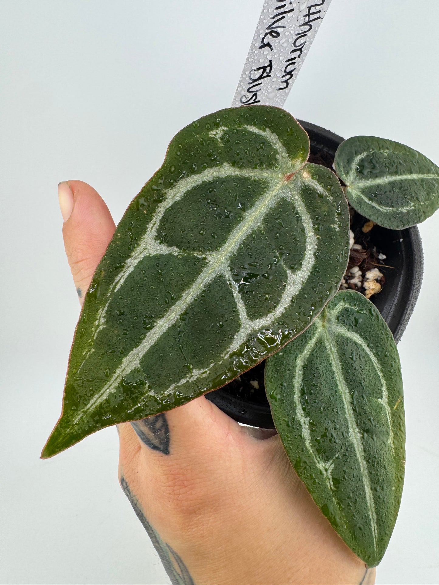 Anthurium Silver Blush