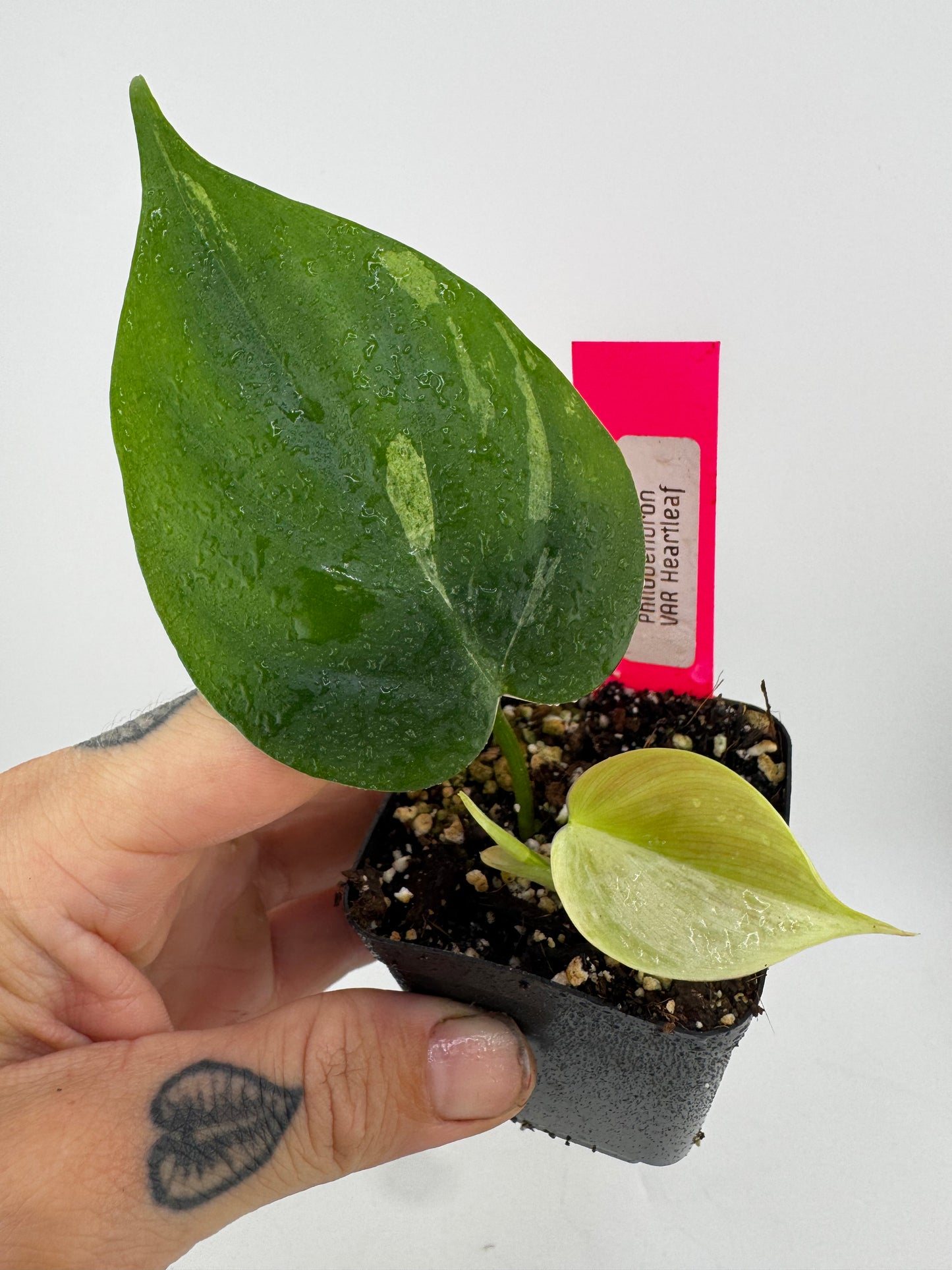Philodendron Heartleaf Marble Variegated