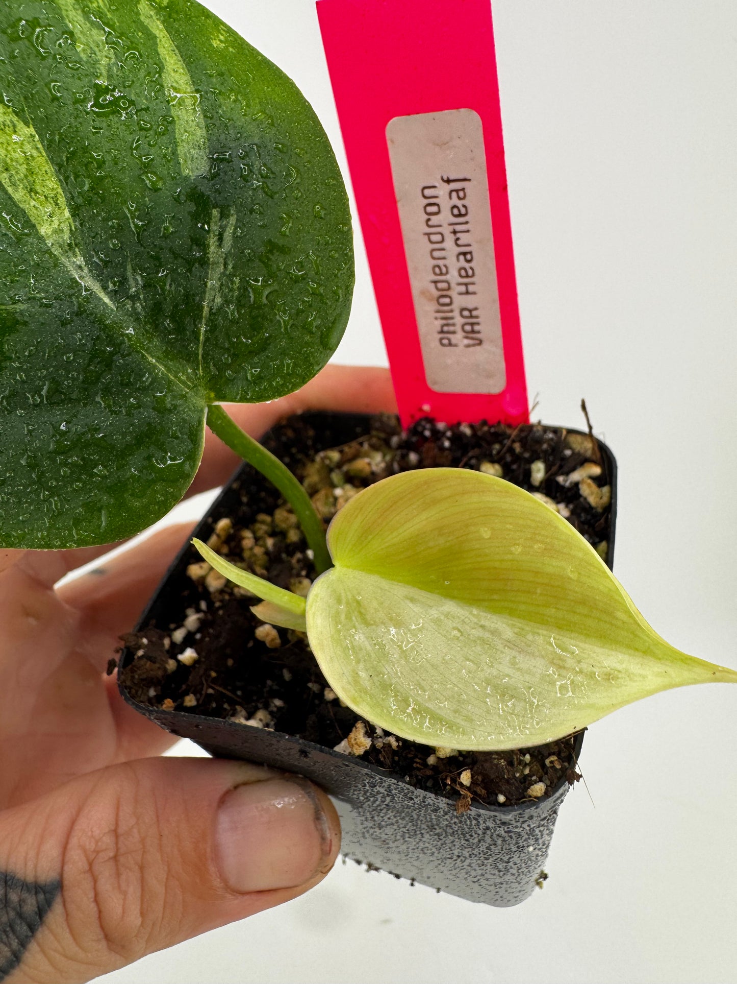 Philodendron Heartleaf Marble Variegated