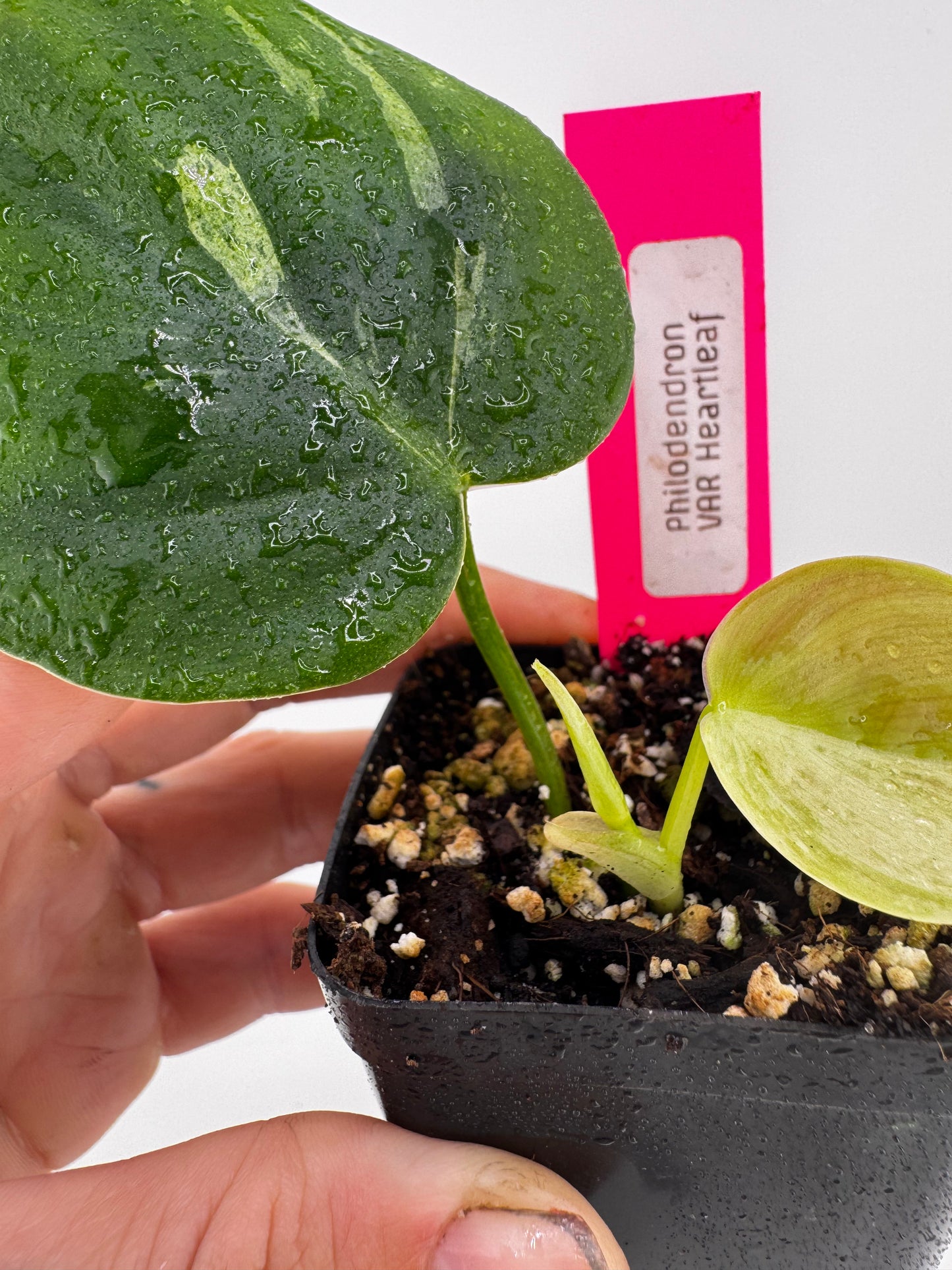 Philodendron Heartleaf Marble Variegated
