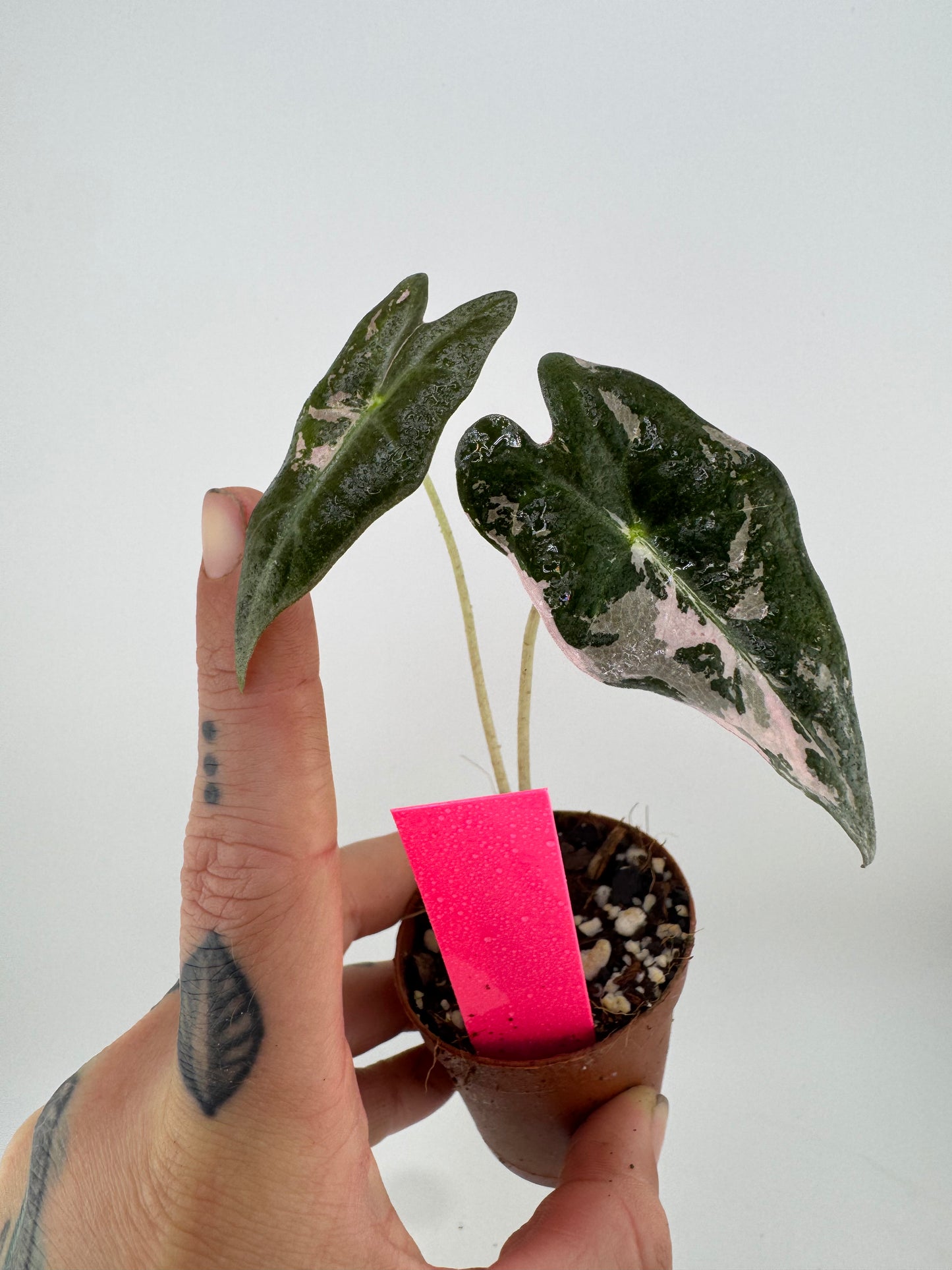 Alocasia Nobilis ‘Pink’ Variegated