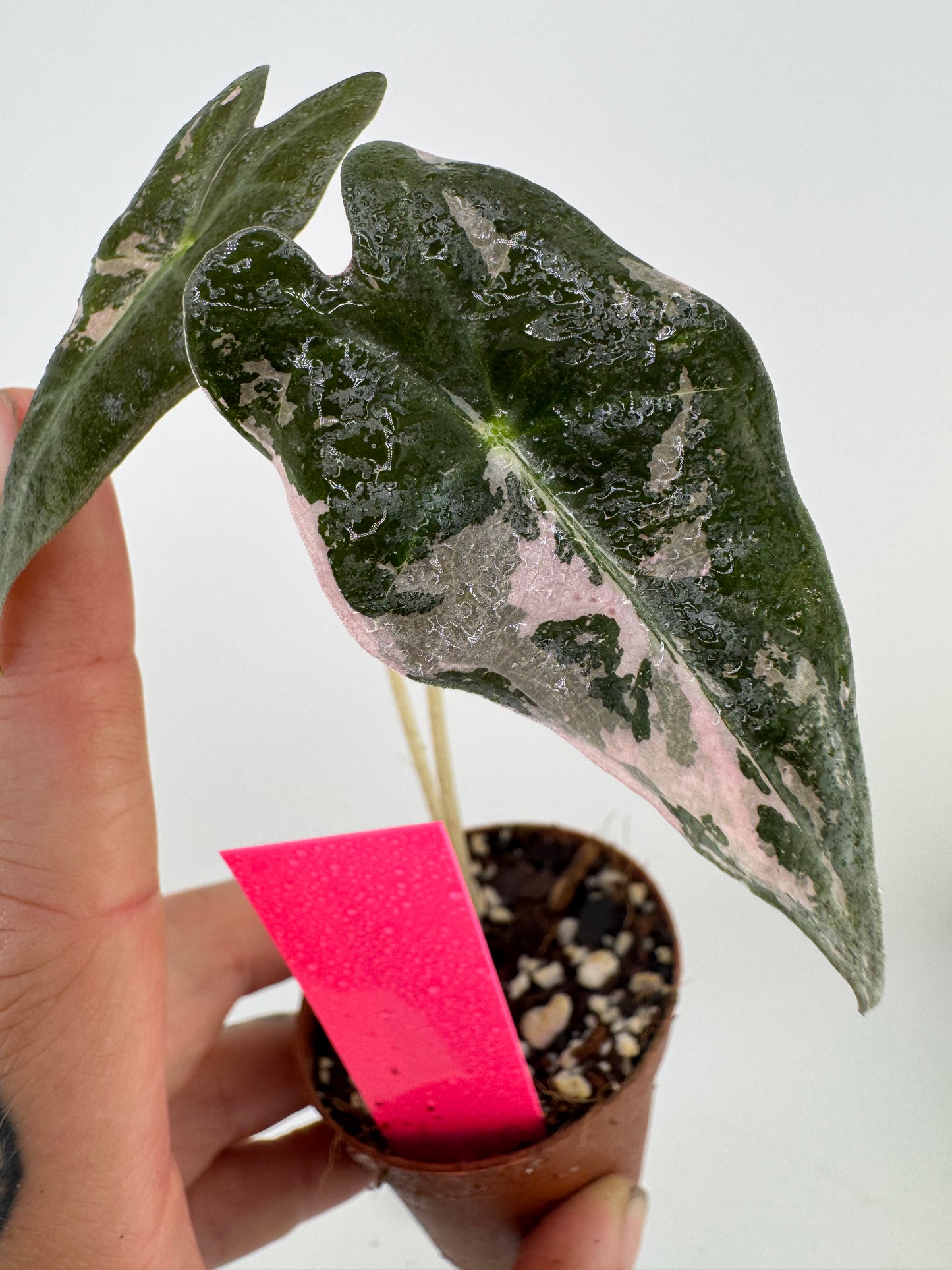Alocasia Nobilis ‘Pink’ Variegated