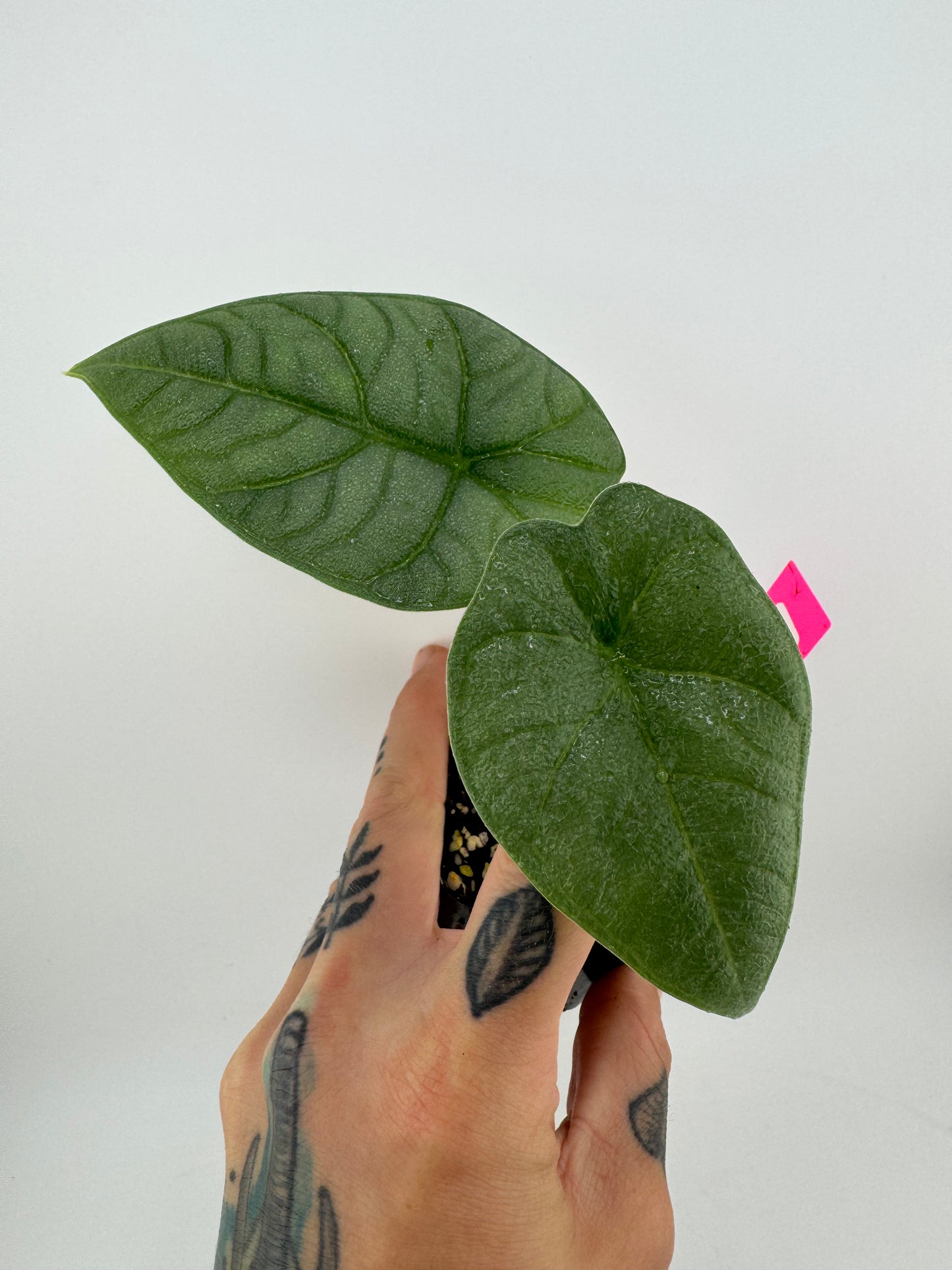 Alocasia Melo