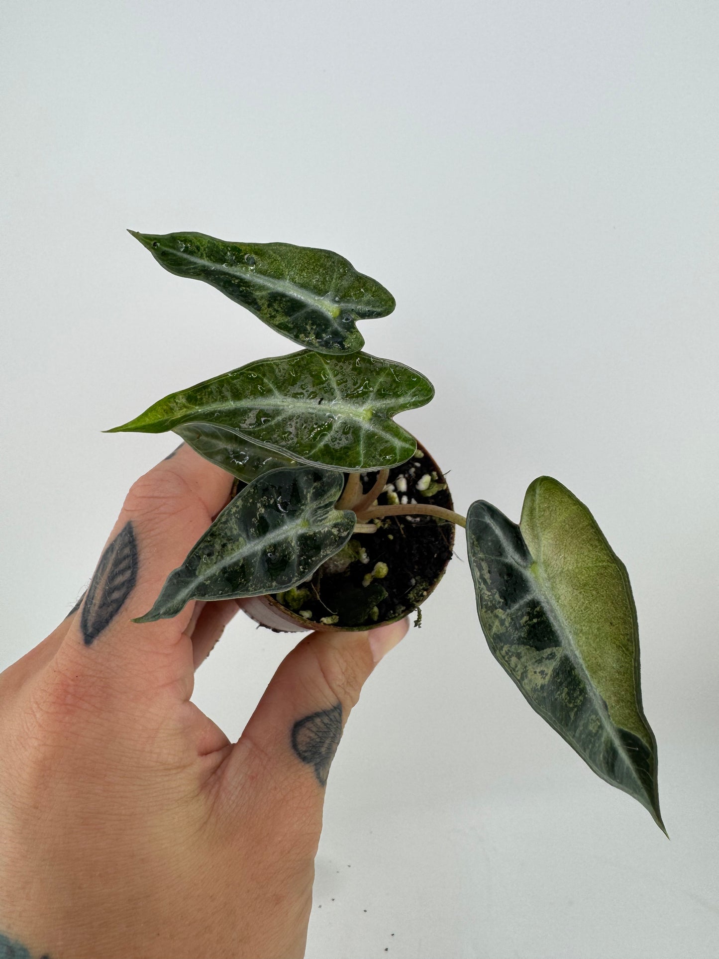 Alocasia Bambino Aurea Variegated