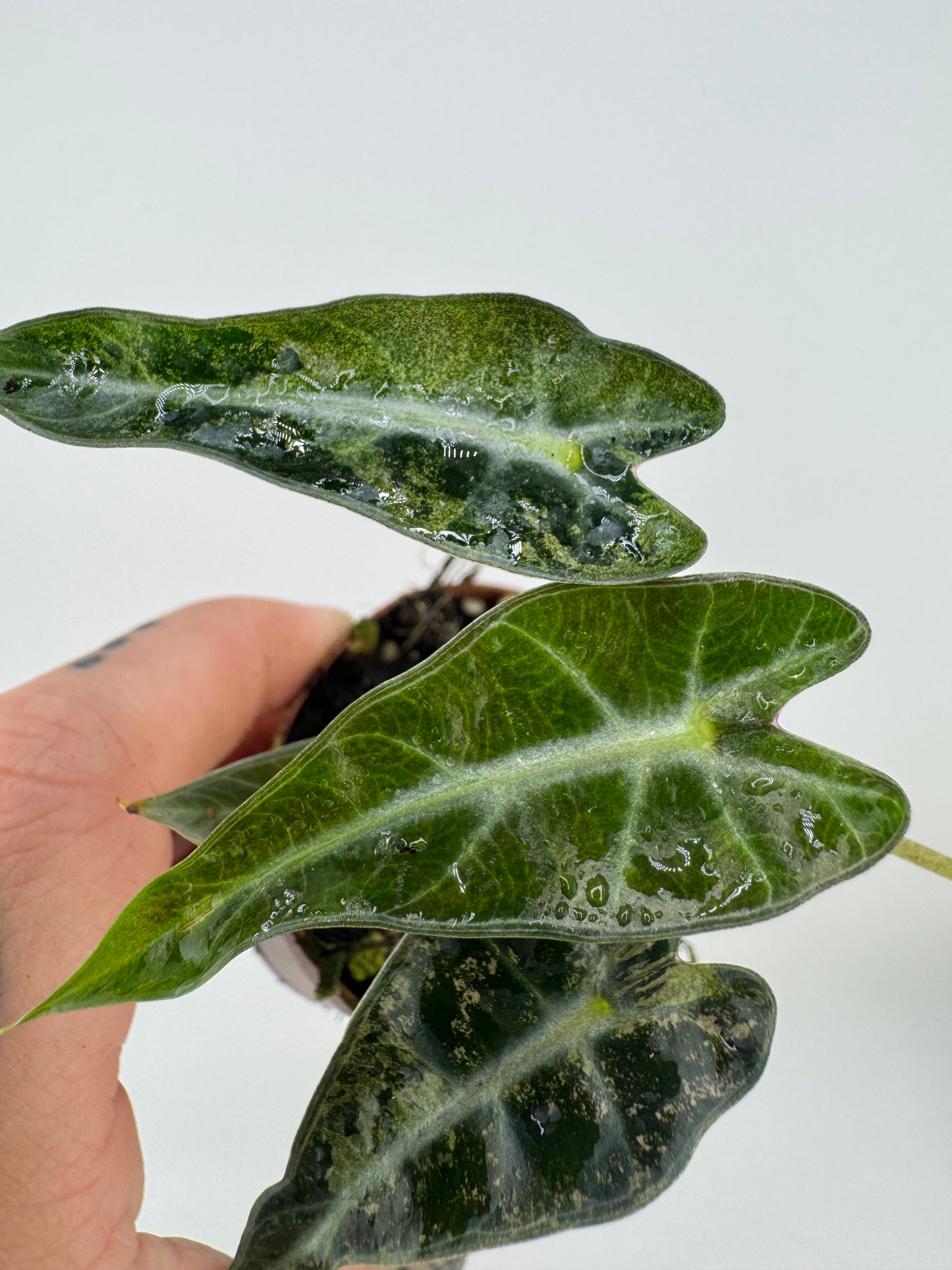 Alocasia Bambino Aurea Variegated