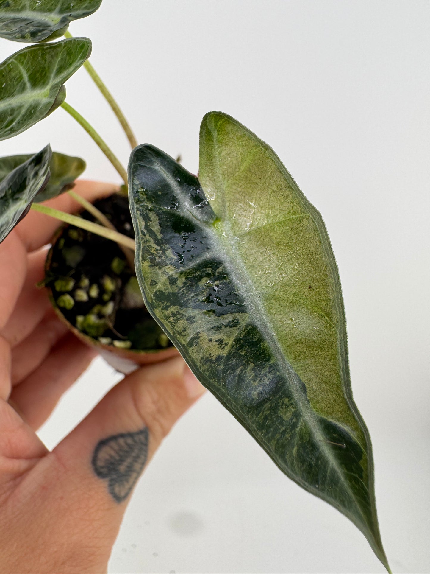 Alocasia Bambino Aurea Variegated