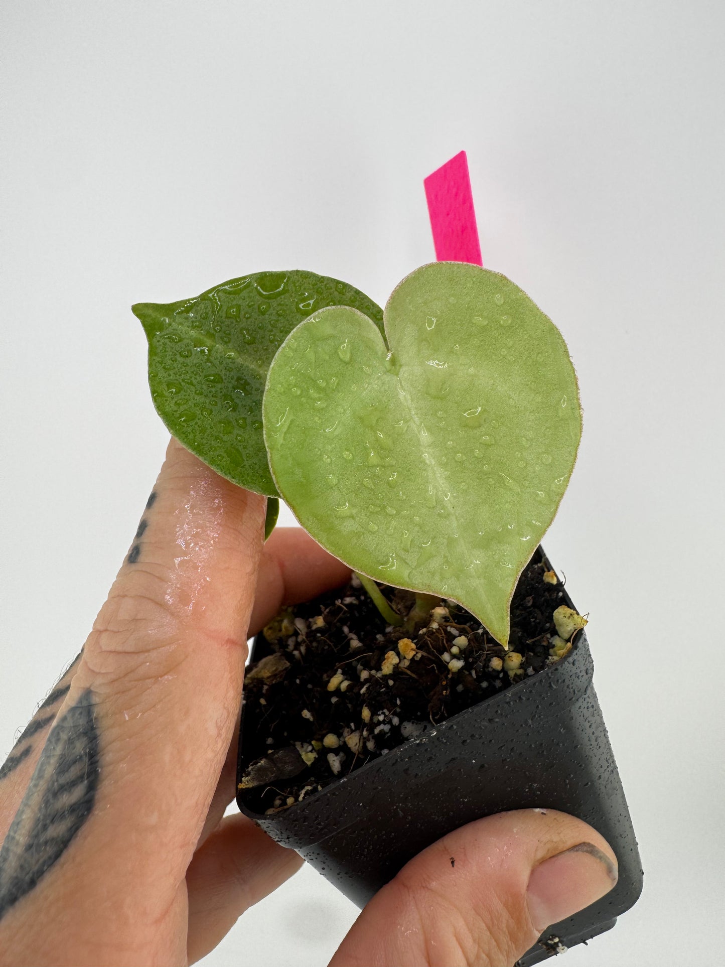 Anthurium Clarinervium