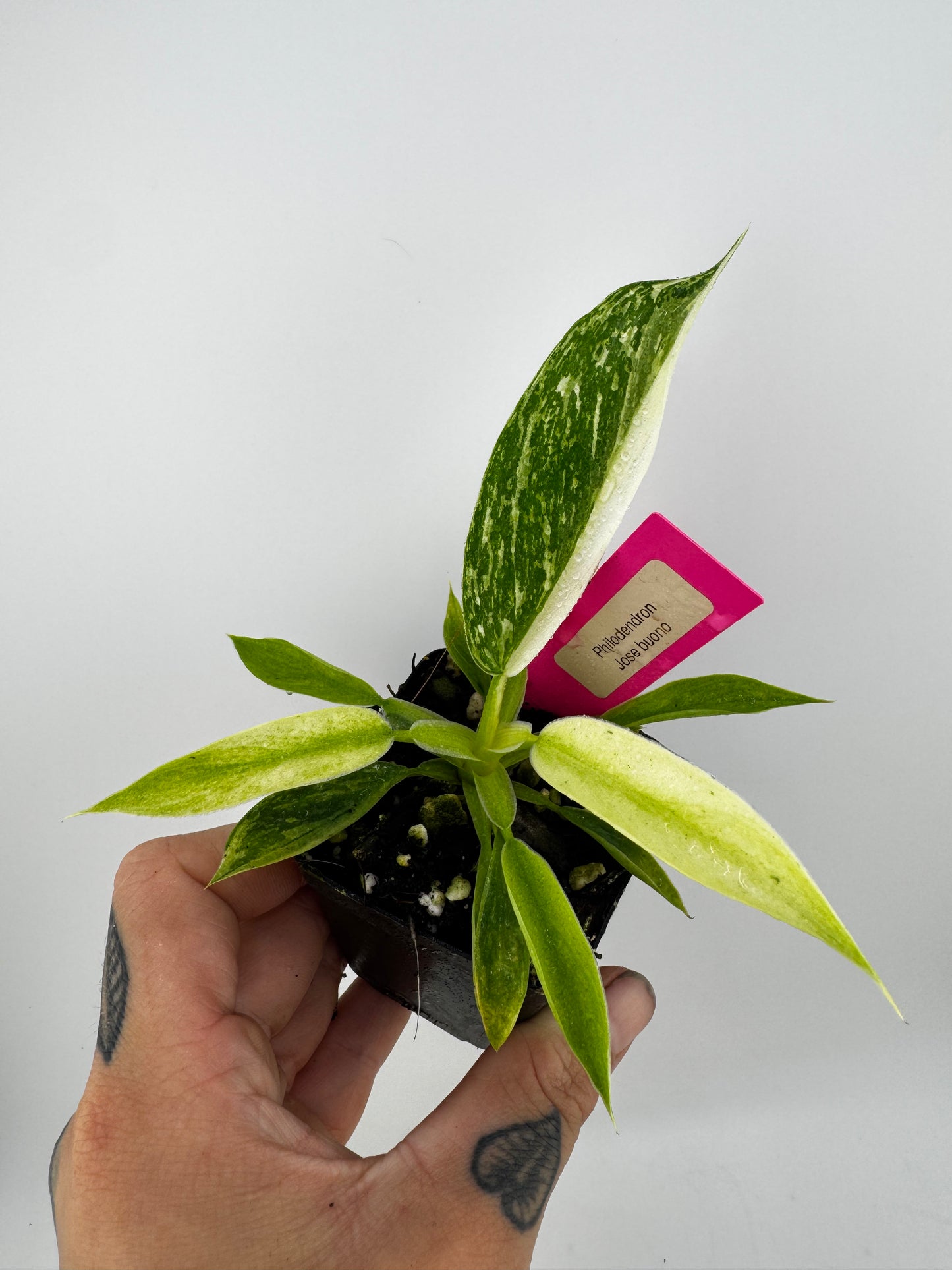 Philodendron Jose Buono
