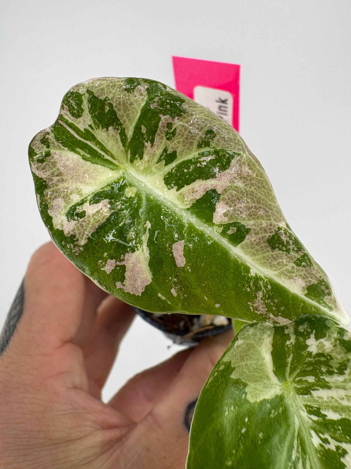 Alocasia Black Velvet Pink/Albo Variegated