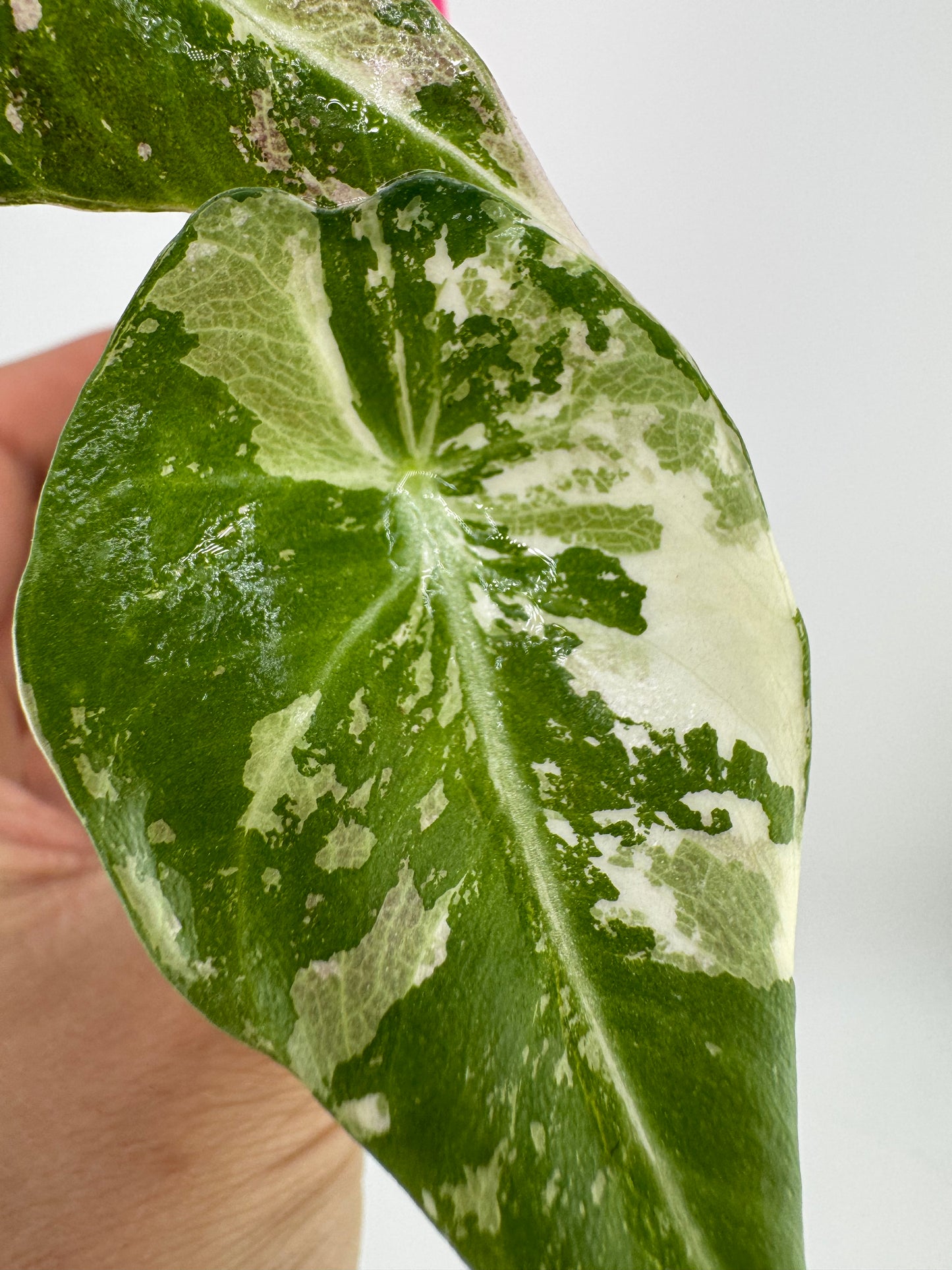 Alocasia Black Velvet Pink/Albo Variegated
