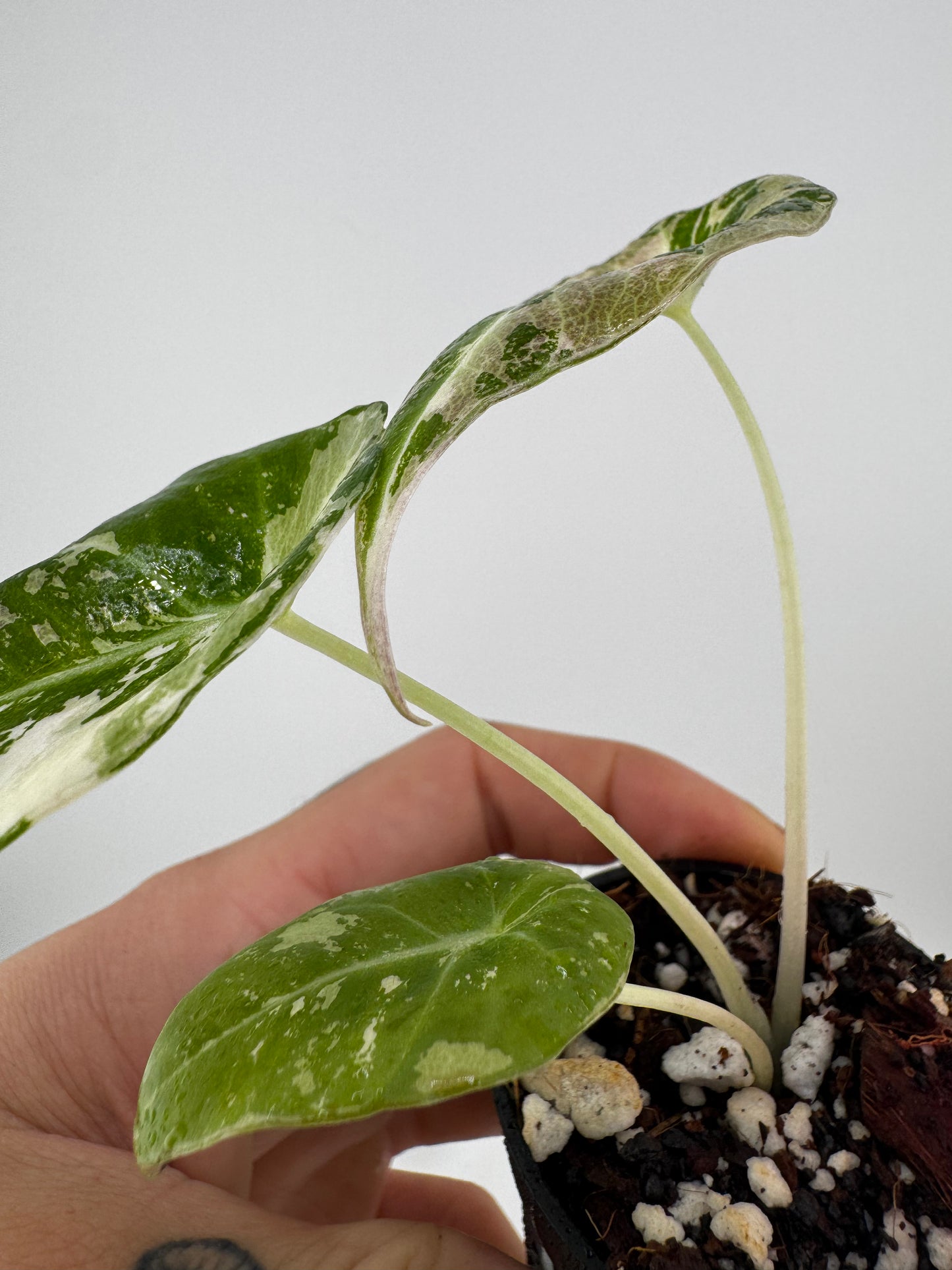 Alocasia Black Velvet Pink/Albo Variegated