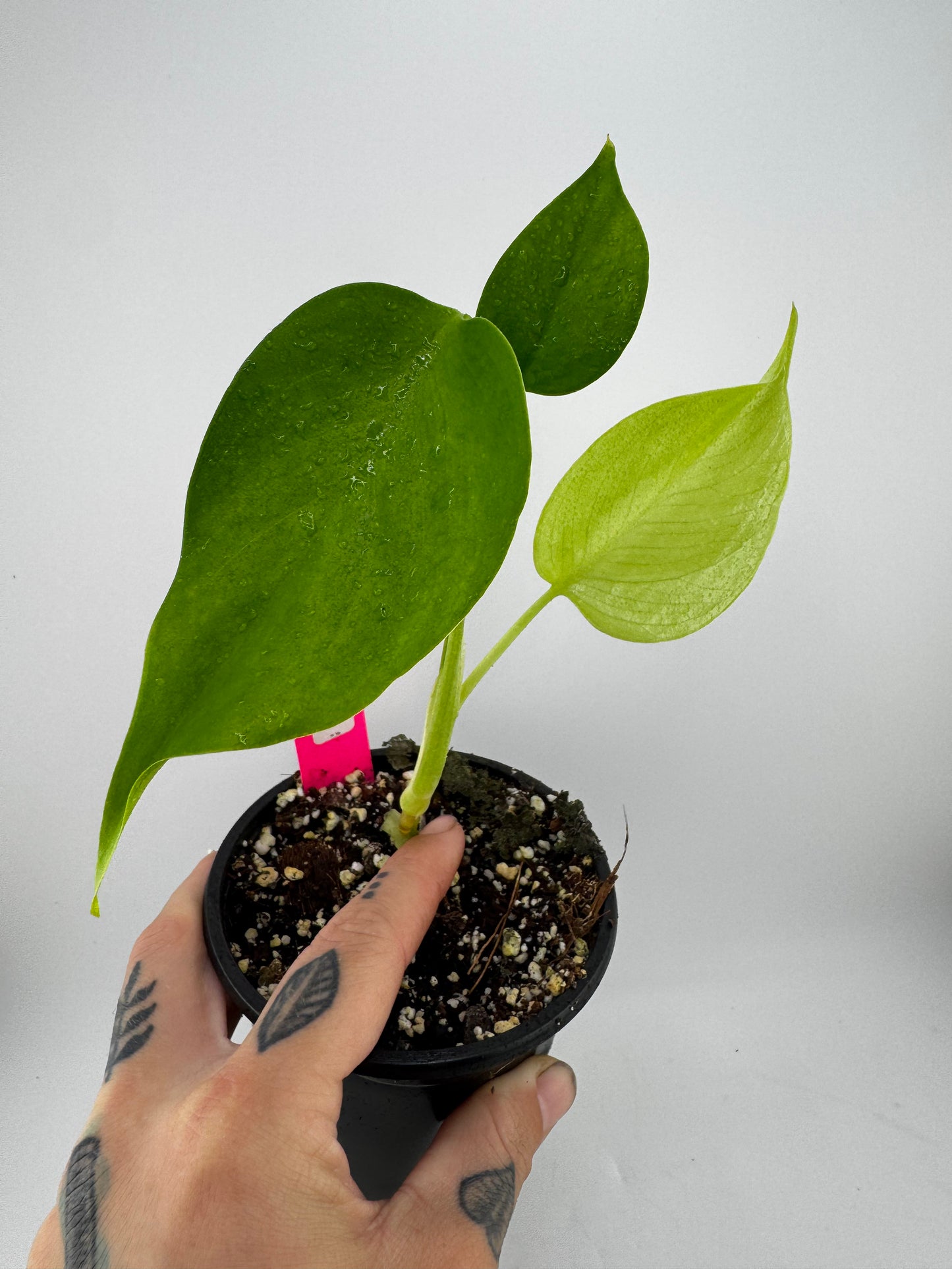 Monstera Sierrana (Deliciosa Brazilian Form)