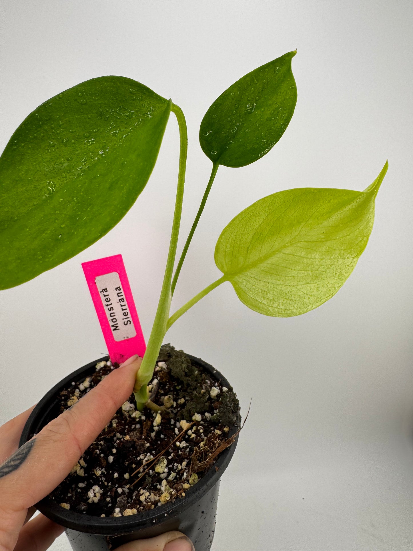Monstera Sierrana (Deliciosa Brazilian Form)