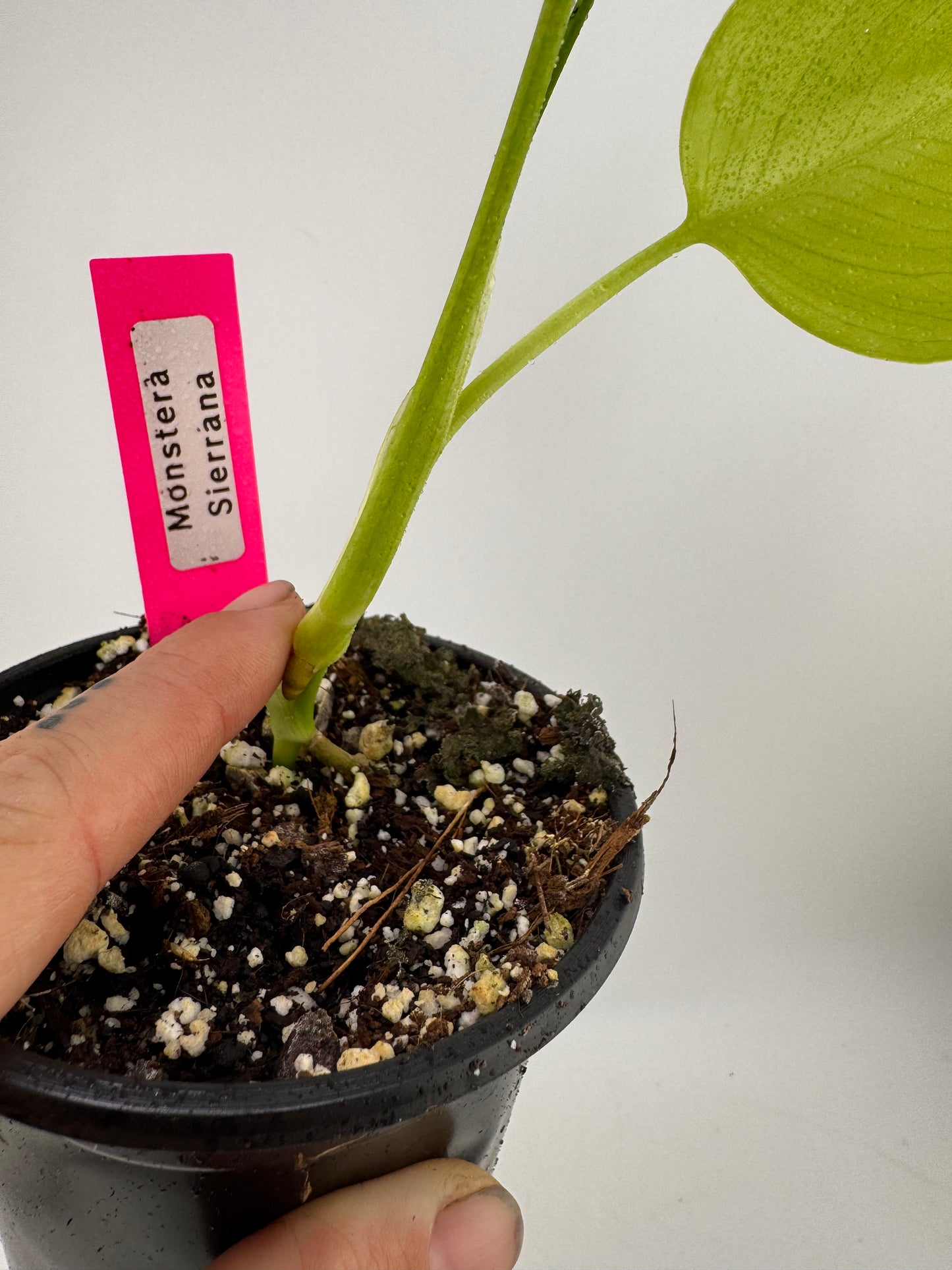 Monstera Sierrana (Deliciosa Brazilian Form)