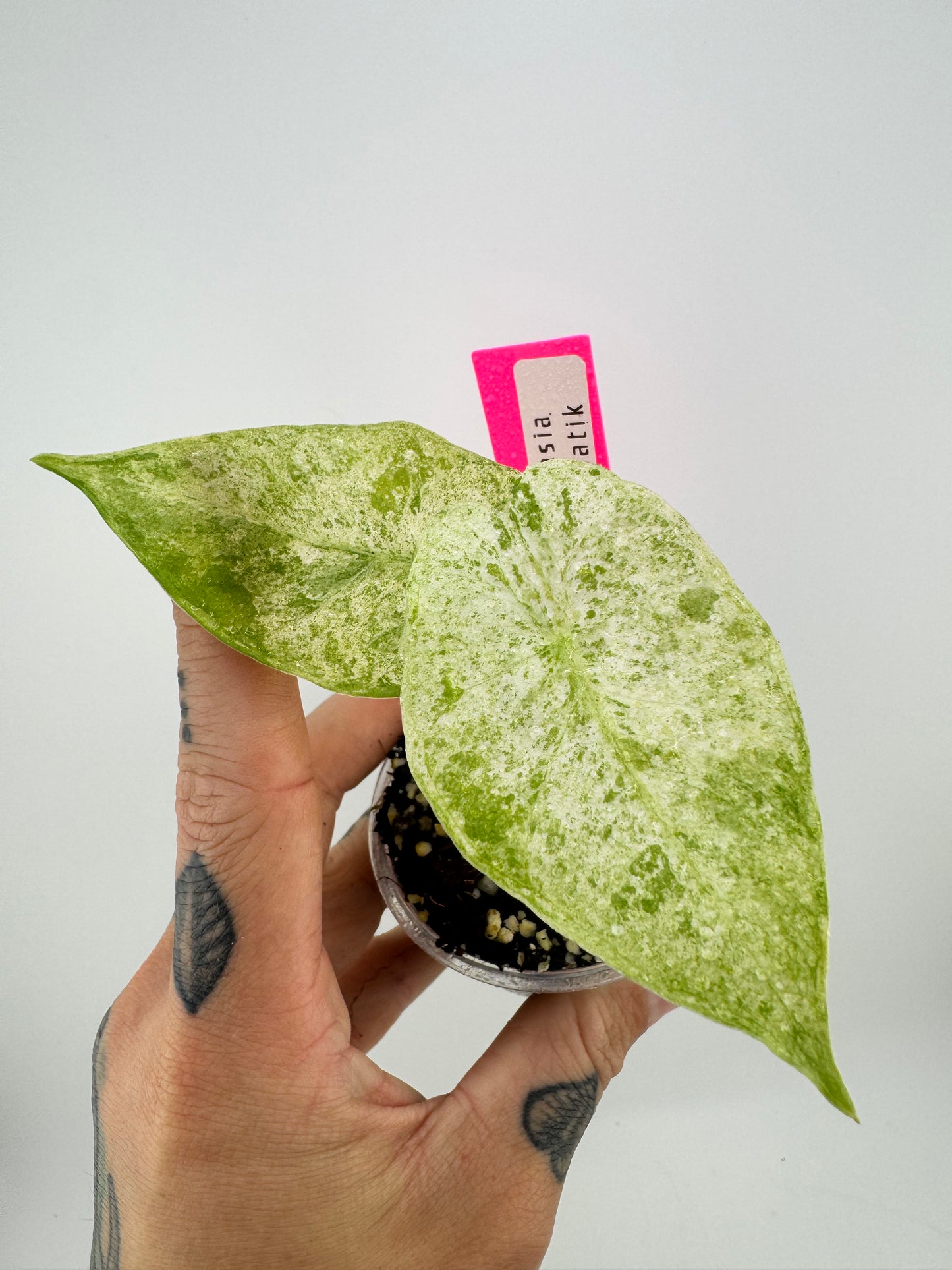 Alocasia Batik Variegated