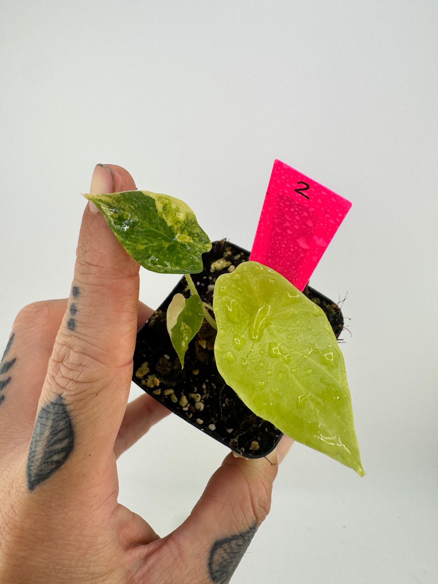 Alocasia Scalprum ‘Aurea’ Variegated #2