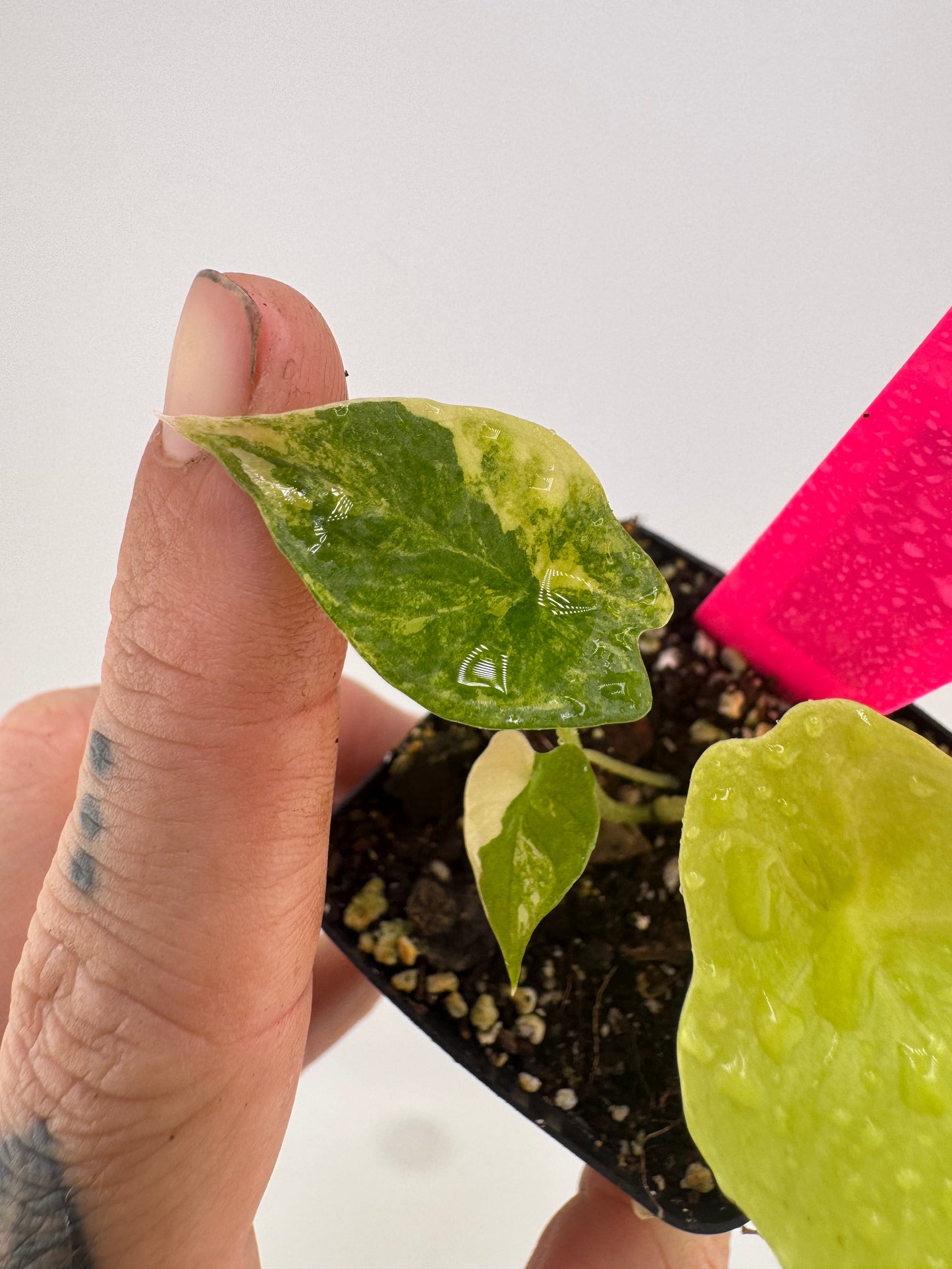 Alocasia Scalprum ‘Aurea’ Variegated #2