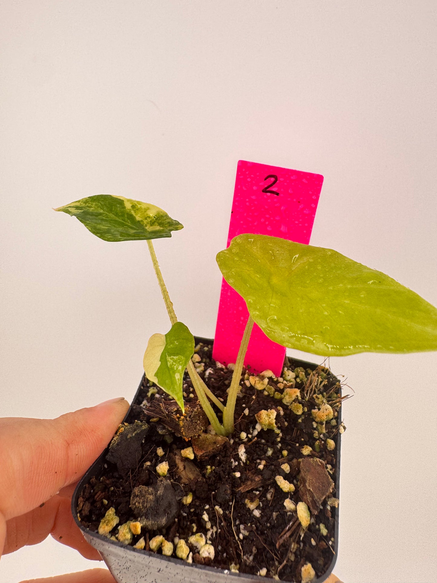 Alocasia Scalprum ‘Aurea’ Variegated #2