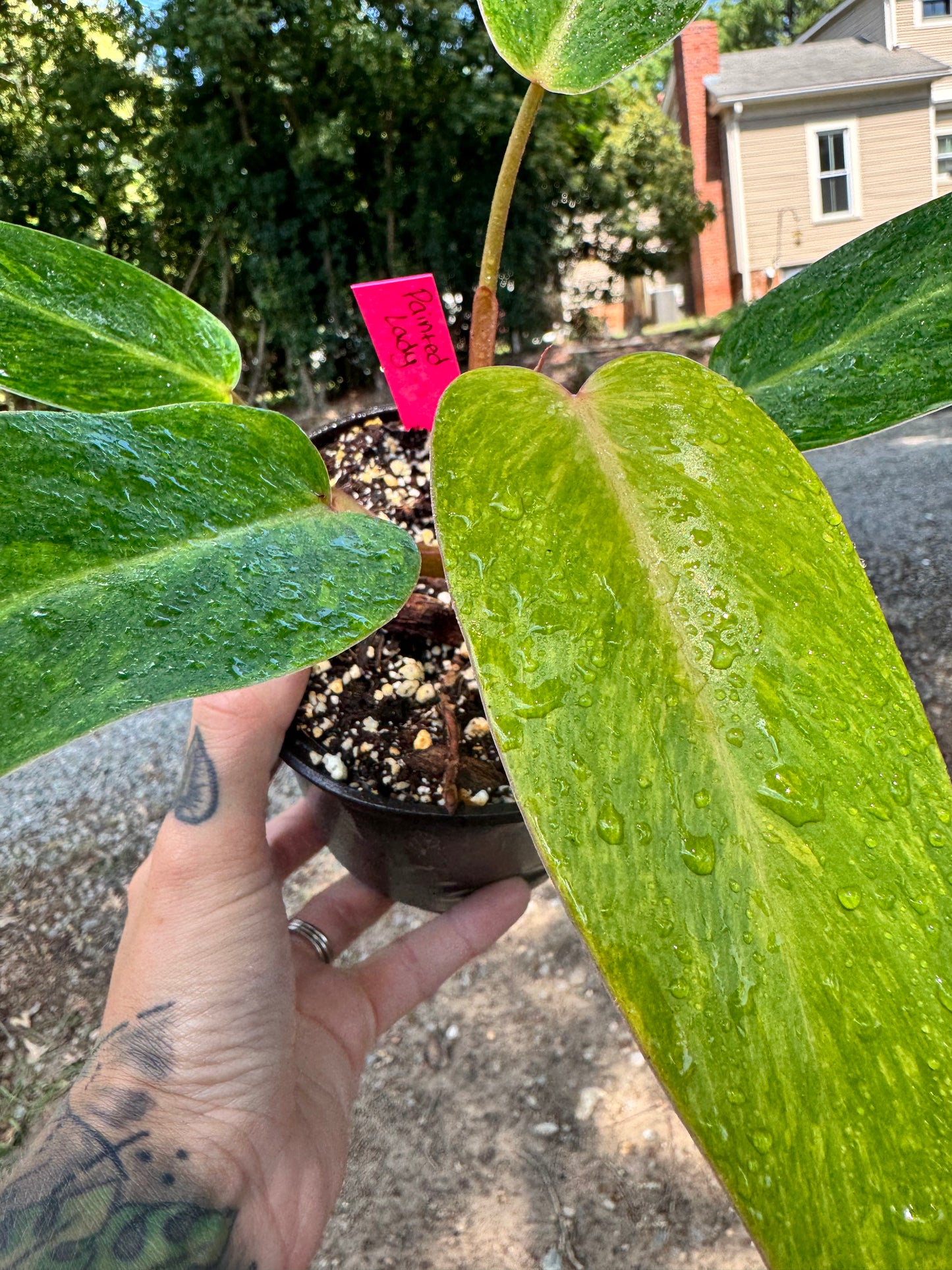 Philodendron Painted Lady