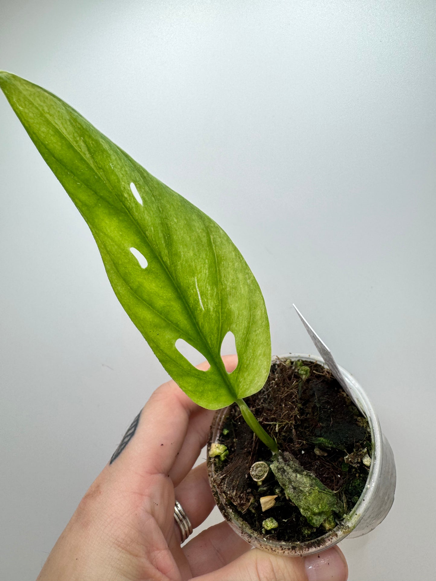 Monstera Adansonii Variegated Indonesian Mint