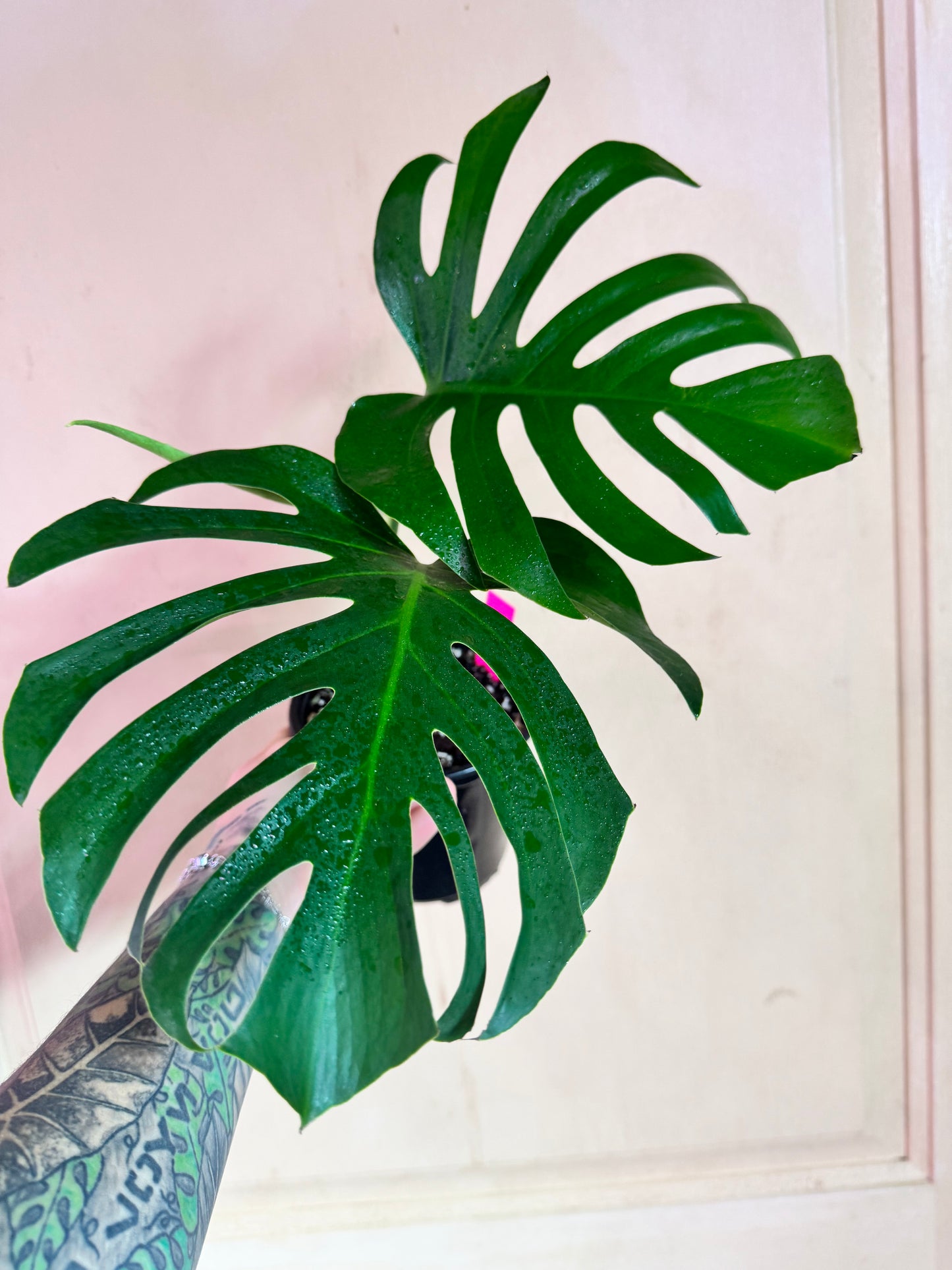 Monstera Sierrana (Deliciosa Brazilian Form)