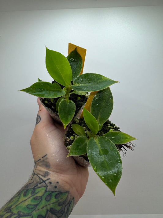 Philodendron Ruaysup