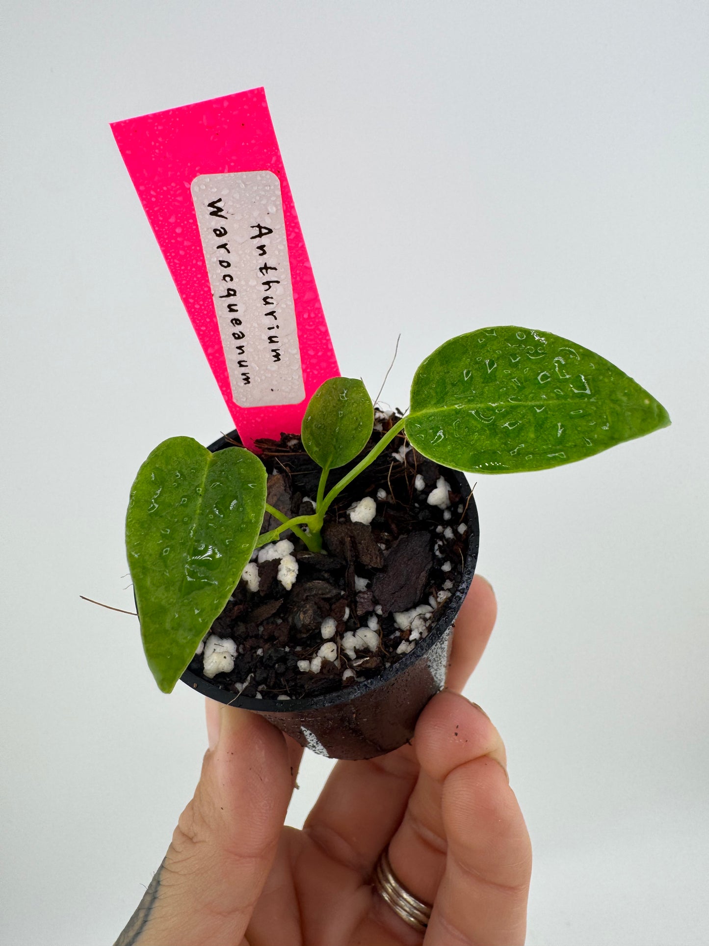 Anthurium Warocqueanum