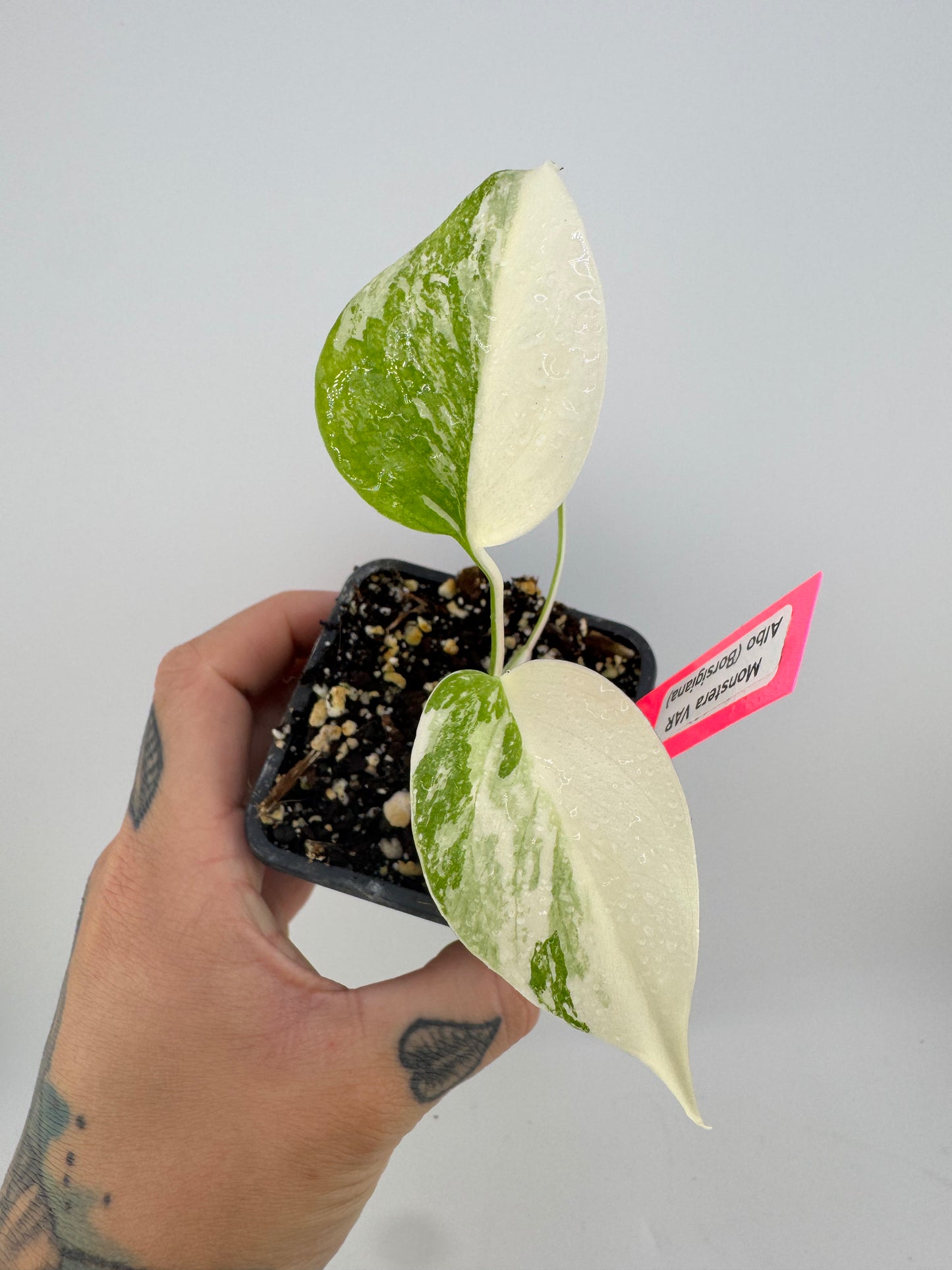 Monstera Deliciosa Variegated Albo (Small Form) #2