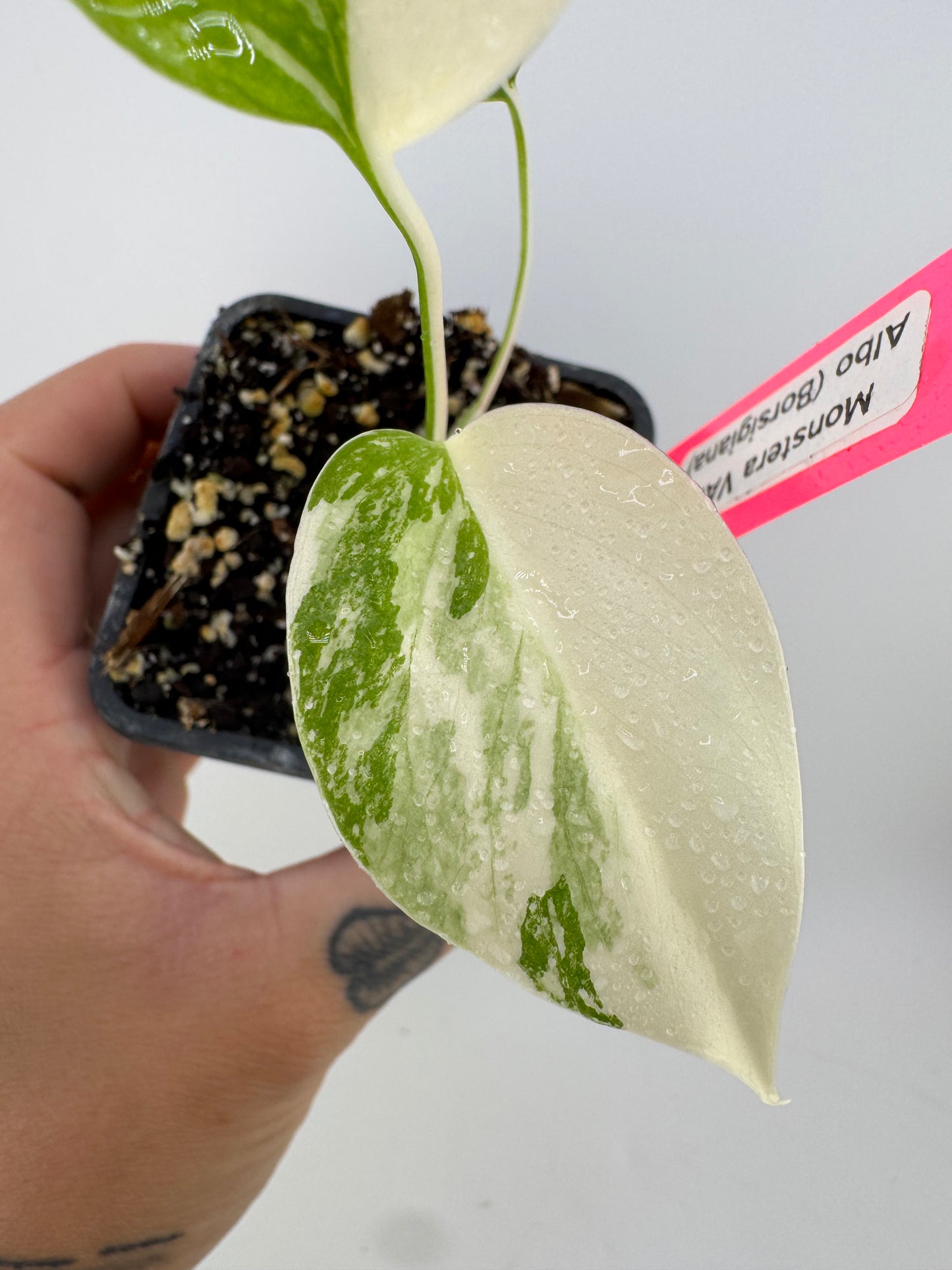 Monstera Deliciosa Variegated Albo (Small Form) #2