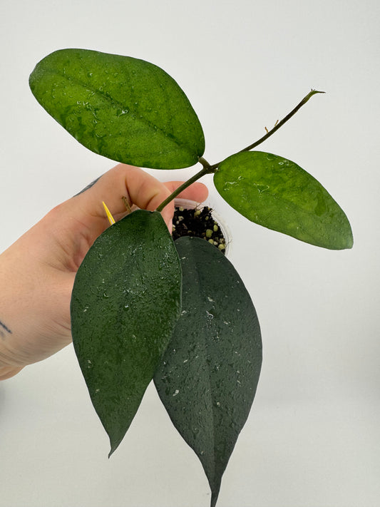 Hoya Fungii X Pubicalyx Royal Hawaiian