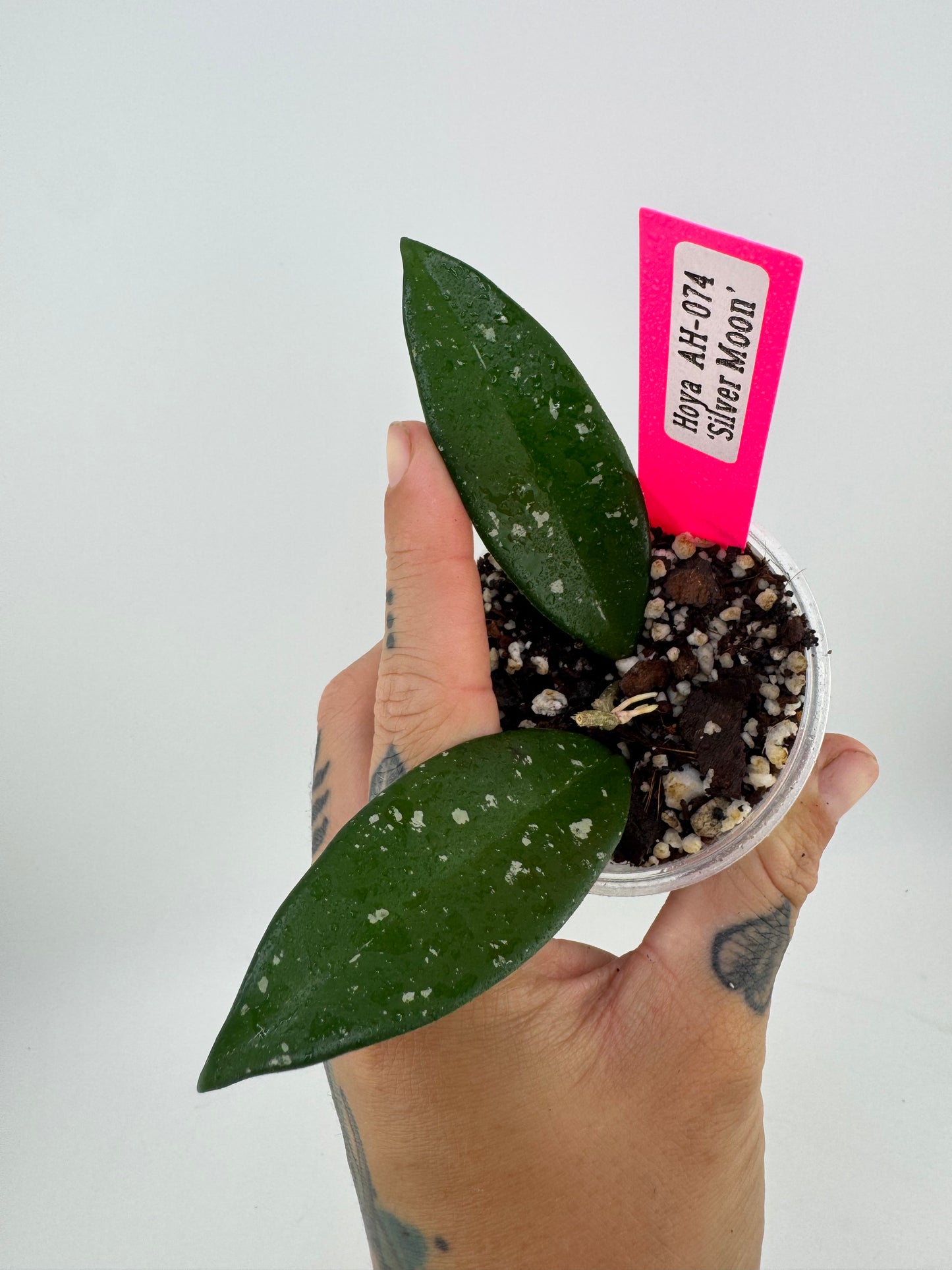 Hoya Carnosa 'Silver Moon' (AH-074 Green Form)