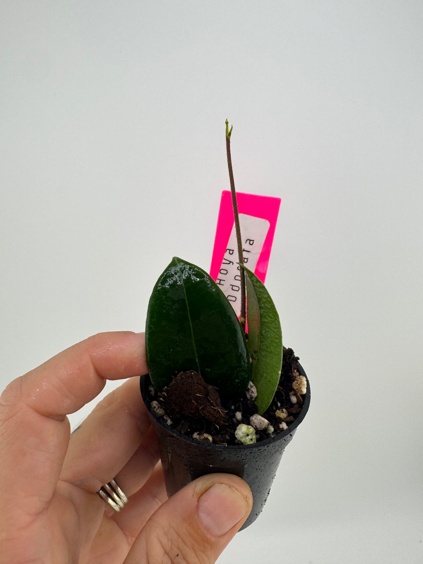 Hoya Odorata