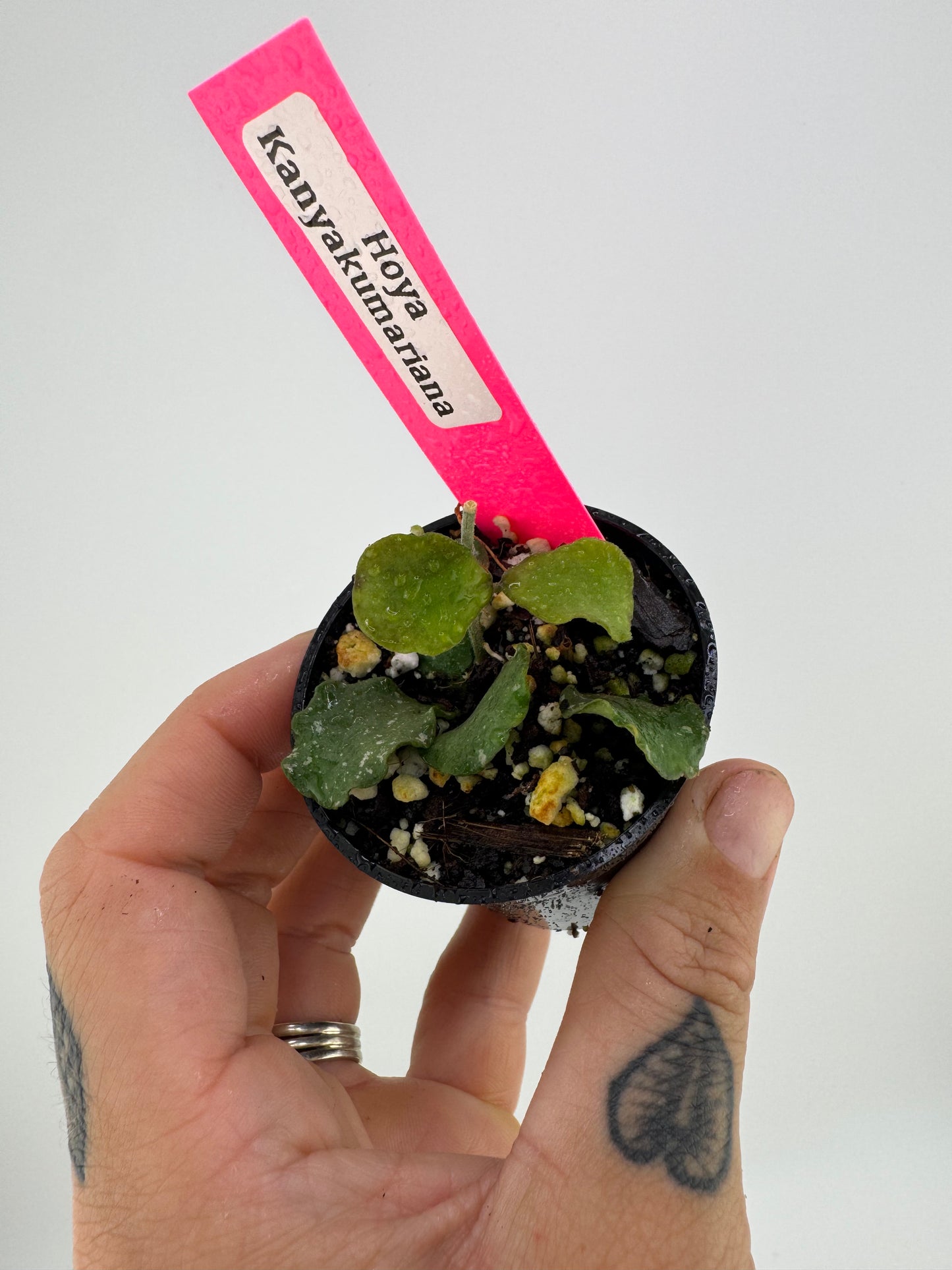 Hoya Kanyakumariana