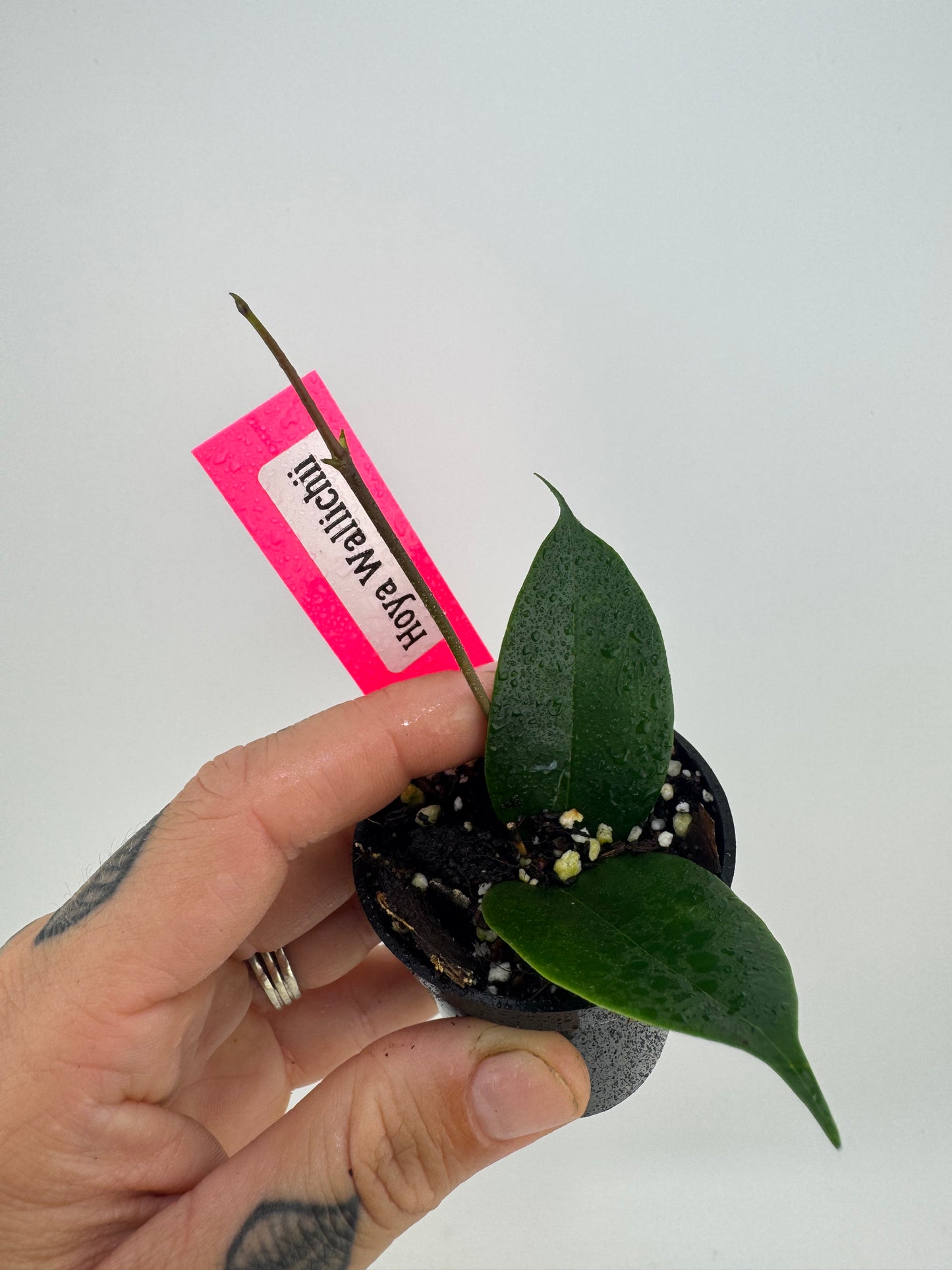 Hoya Wallichii