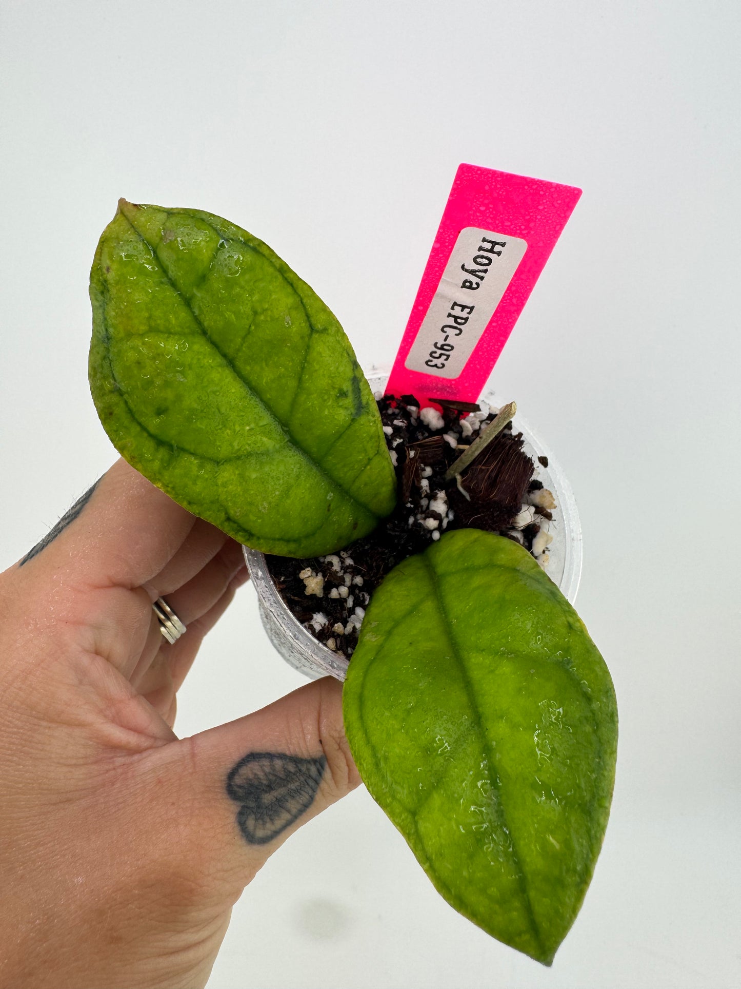 Hoya EPC-953 sp. Borneo