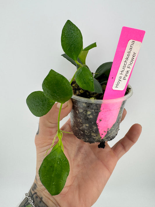 Hoya huschkeliana pink flower