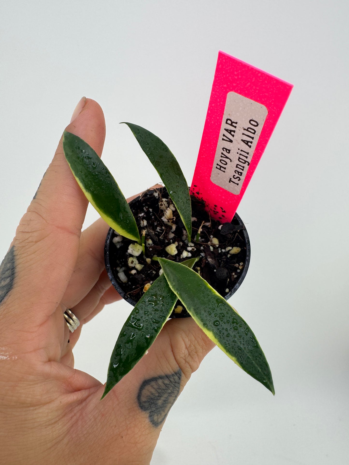 Hoya TSangii Albo