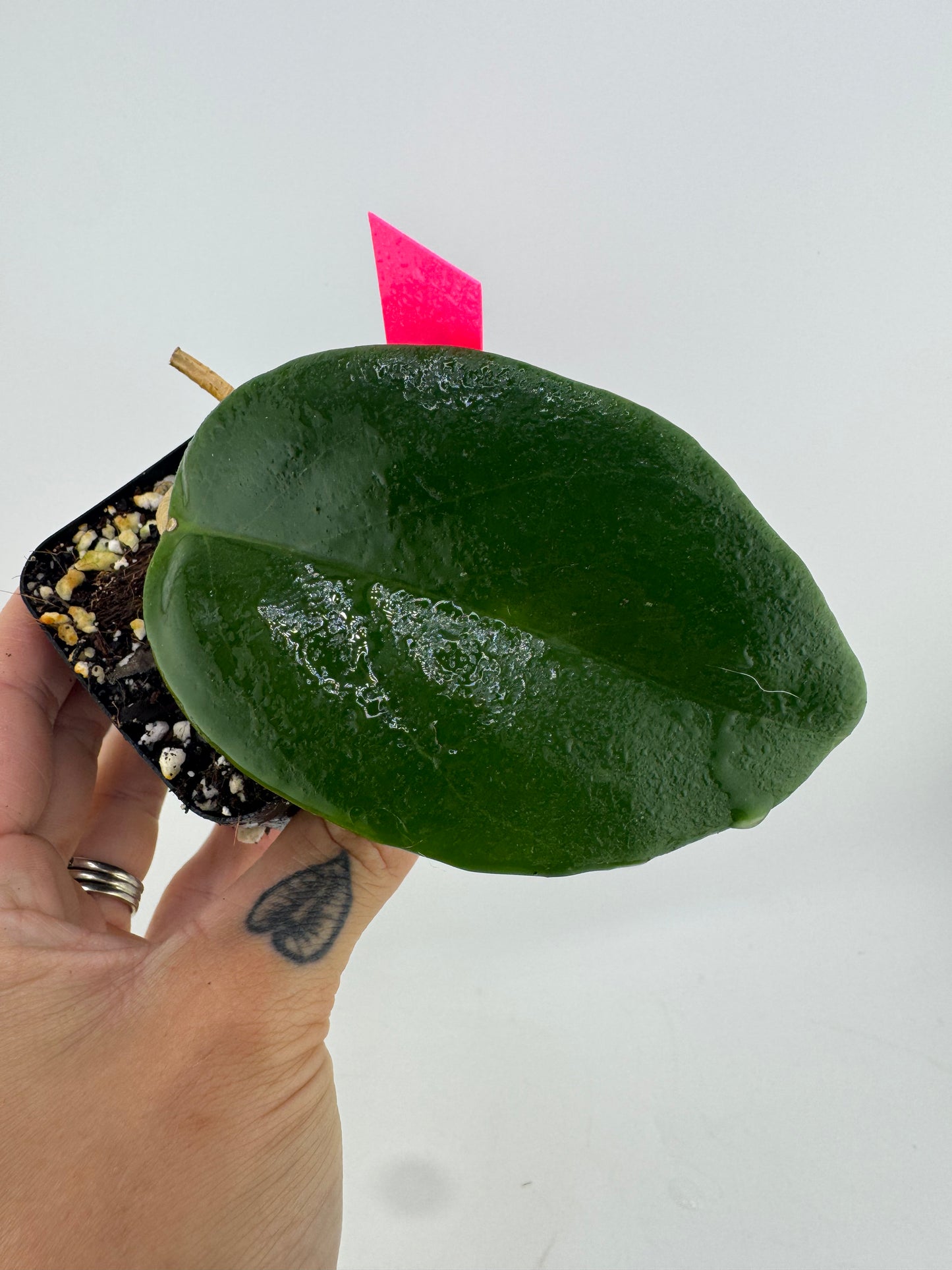 Hoya EBW-04