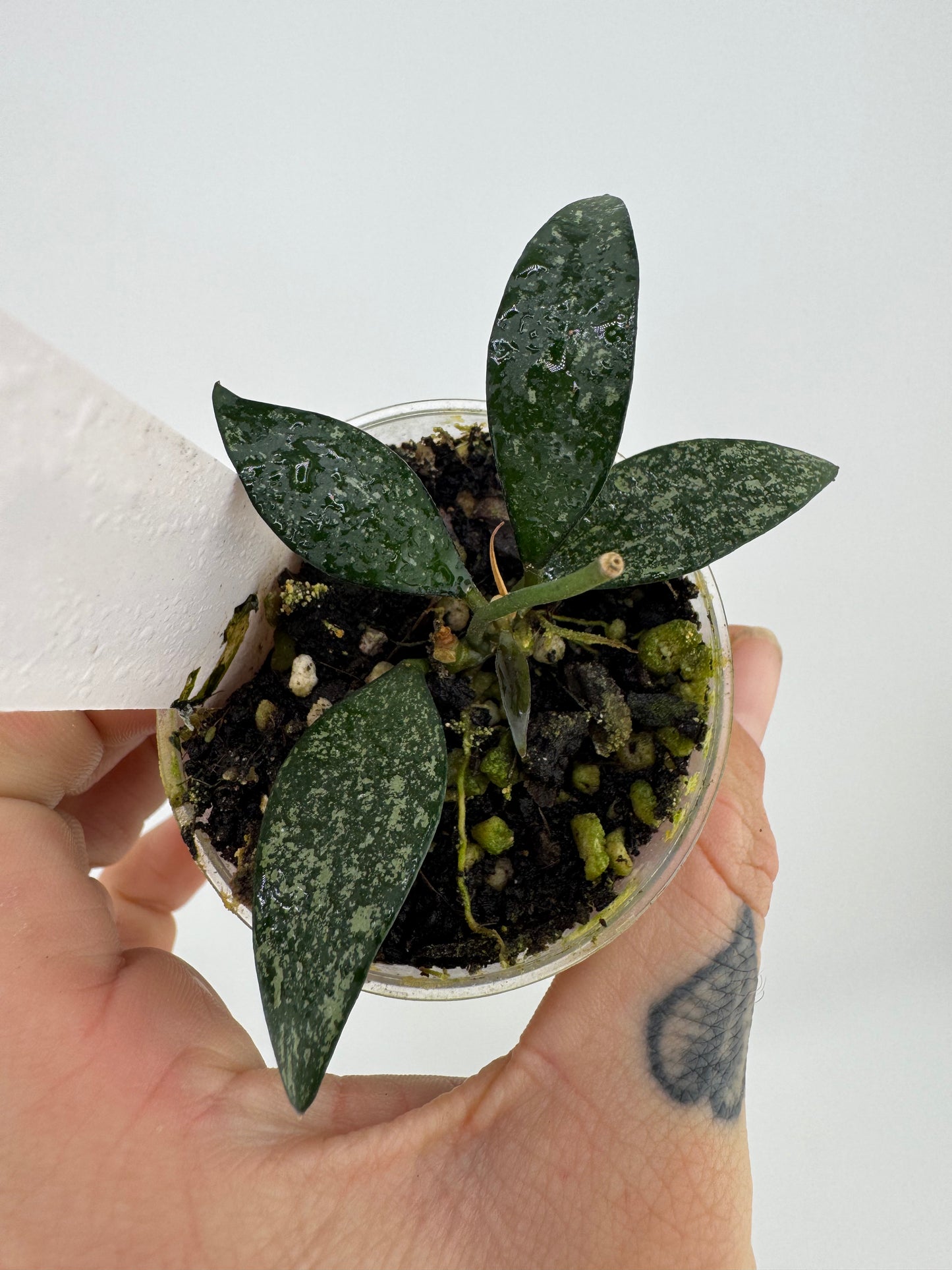 Hoya parviflora splash