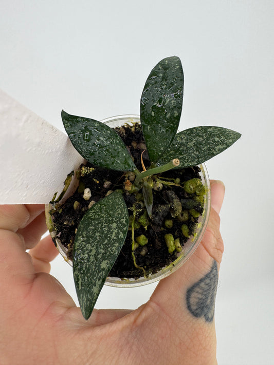Hoya parviflora splash