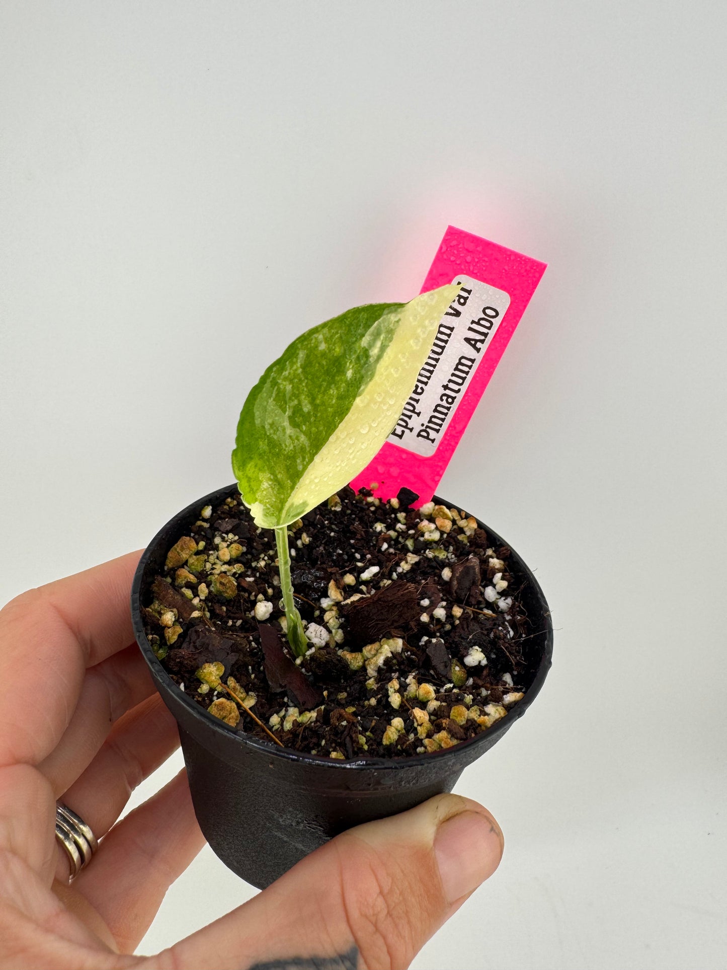 Epipremnum Pinnatum Albo Variegated