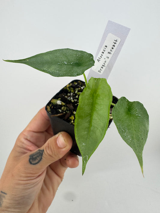 Alocasia Dragon’s Breath
