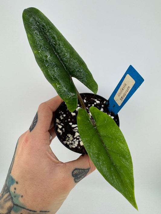 Alocasia Scalprum