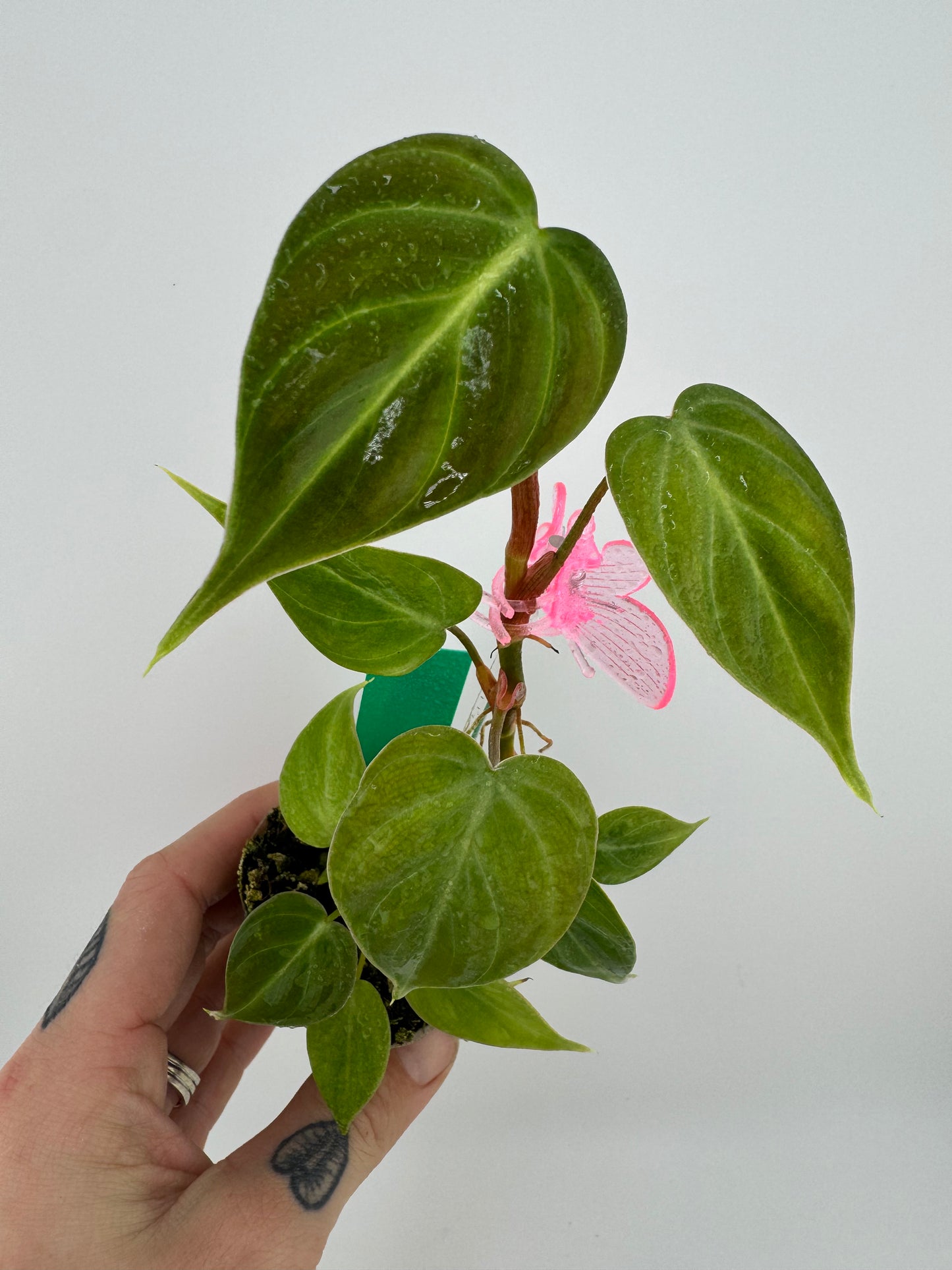 Philodendron El Choco Red