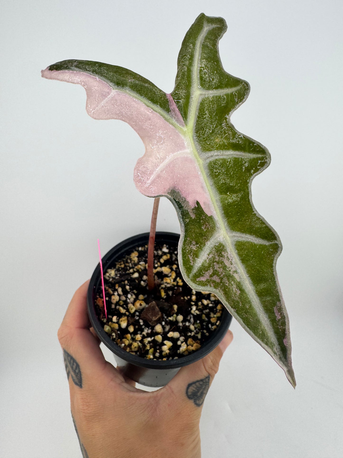 4” Alocasia Nobilis ‘Pink’ Variegated