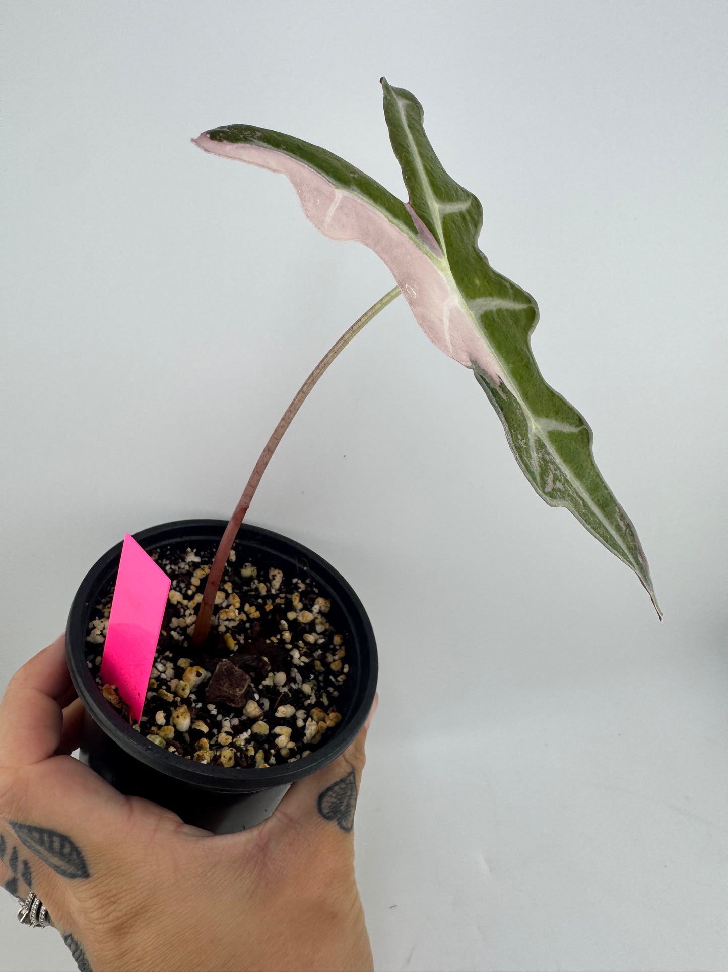 4” Alocasia Nobilis ‘Pink’ Variegated
